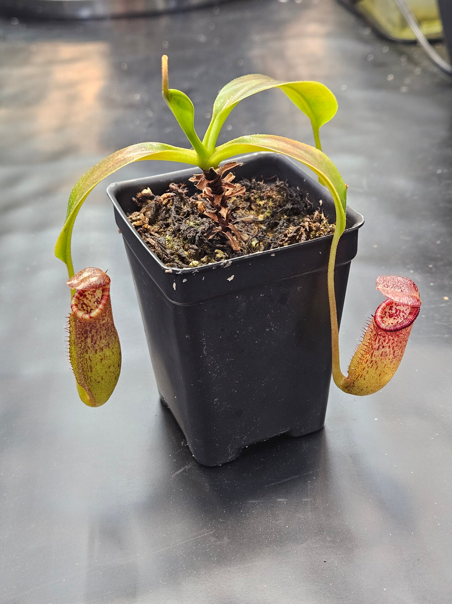 N. (LVB) x (singalana x hamata)