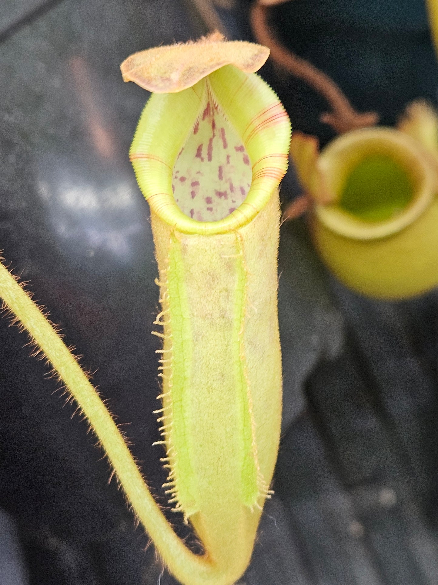 N. LVB x veitchii
