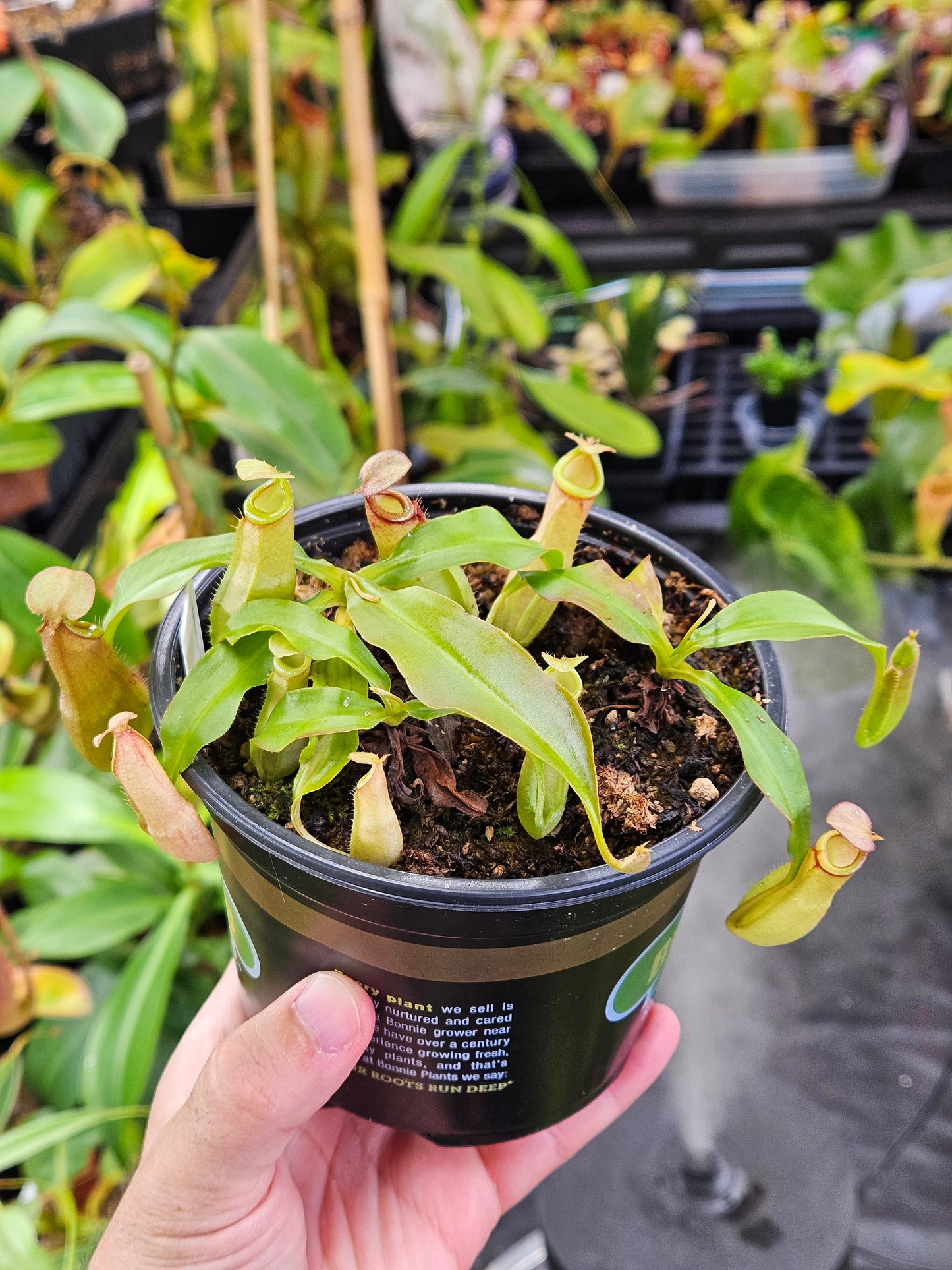 N. mirabilis Pink, China x bicalcarata