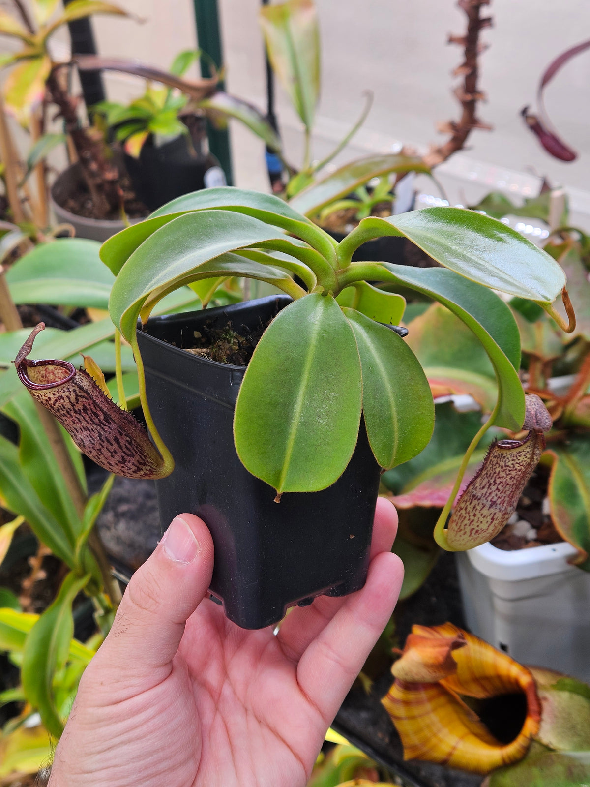 N. vogelii x (lowii x campanulata)
