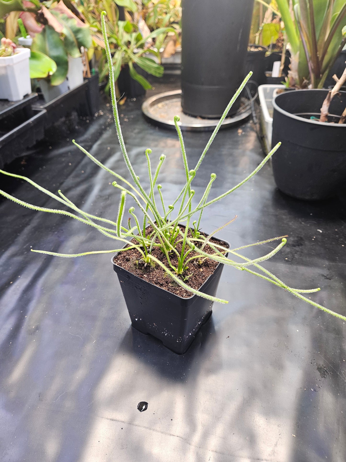 D. filiformis