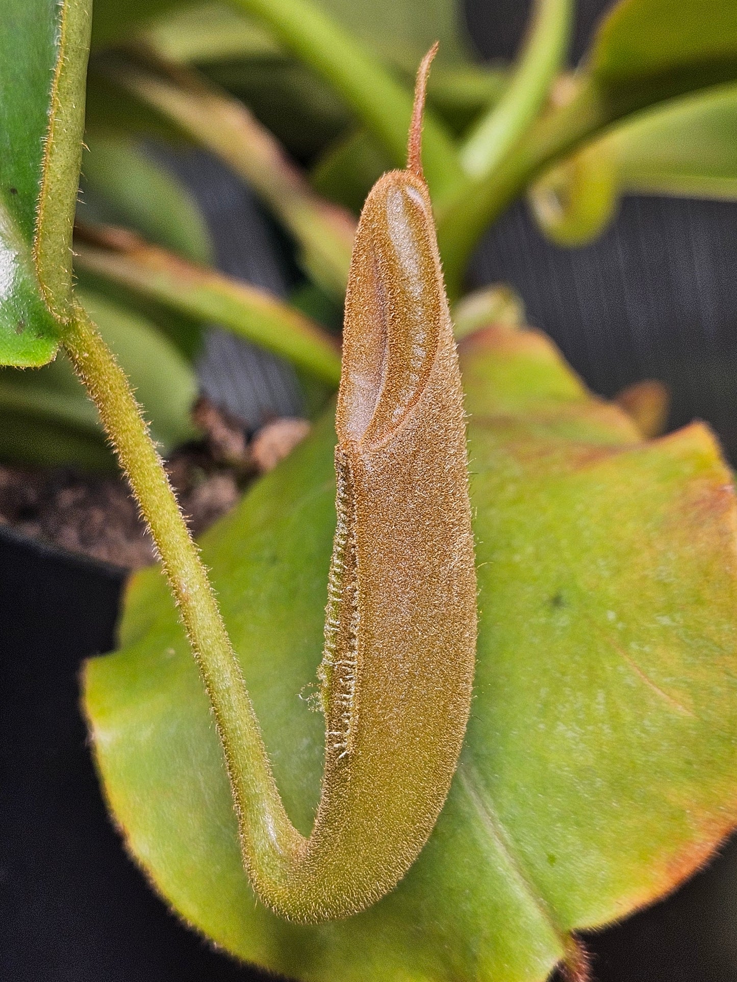 N. (truncata x campanulata) x veitchii "The Wave"