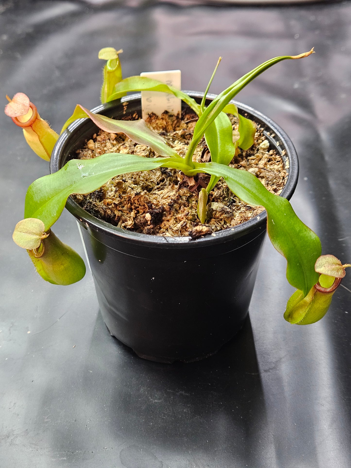N. mirabilis Pink, China x bicalcarata