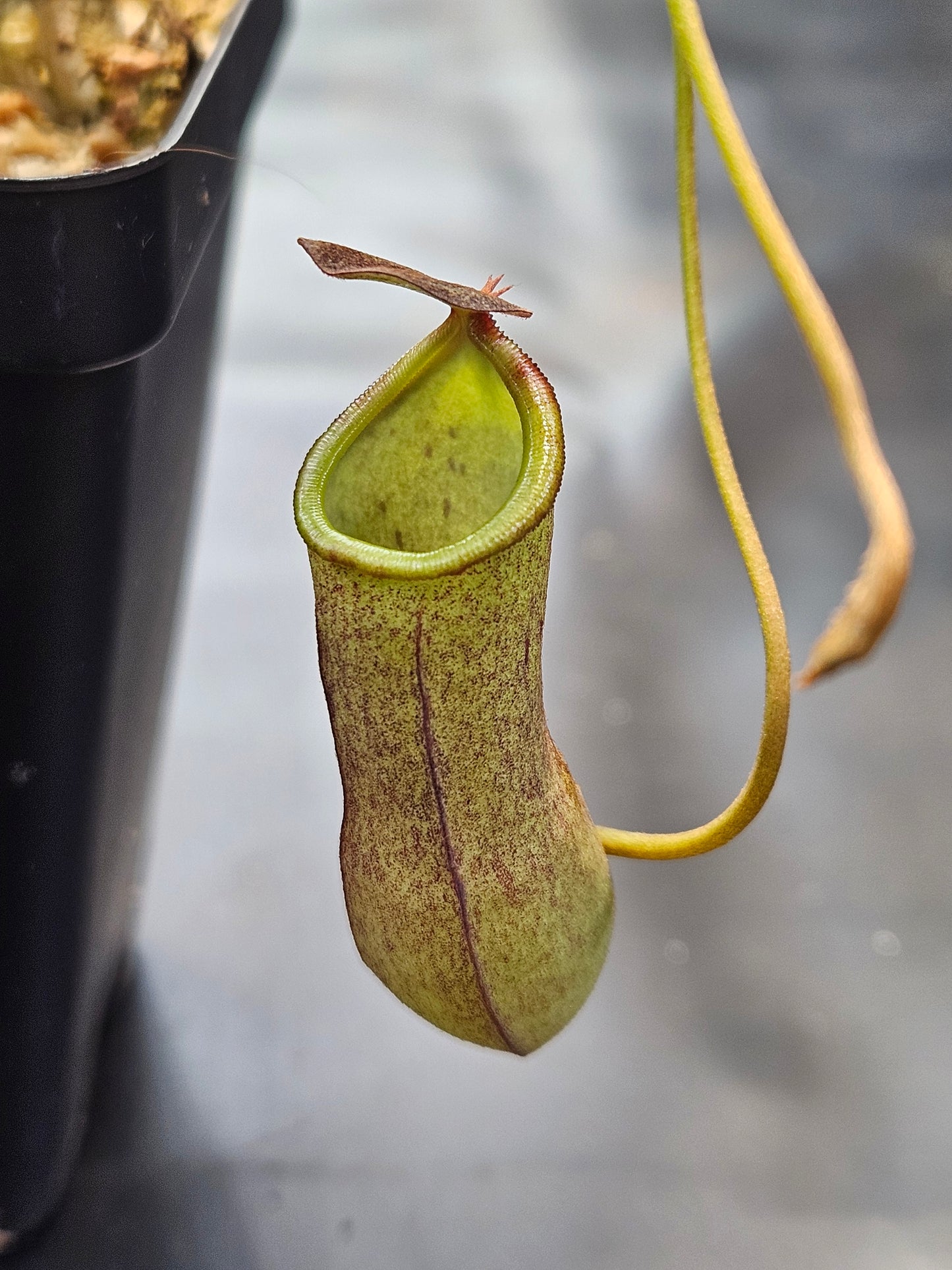 N. 'Rebecca Soper'