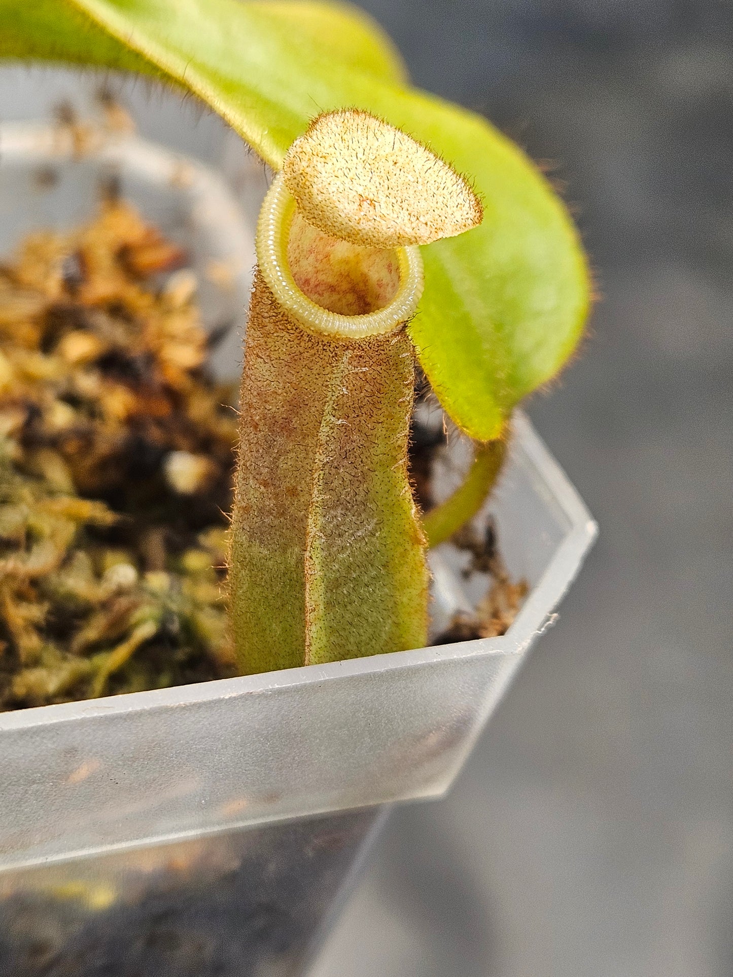 N. veitchii "Gunung Mulu"