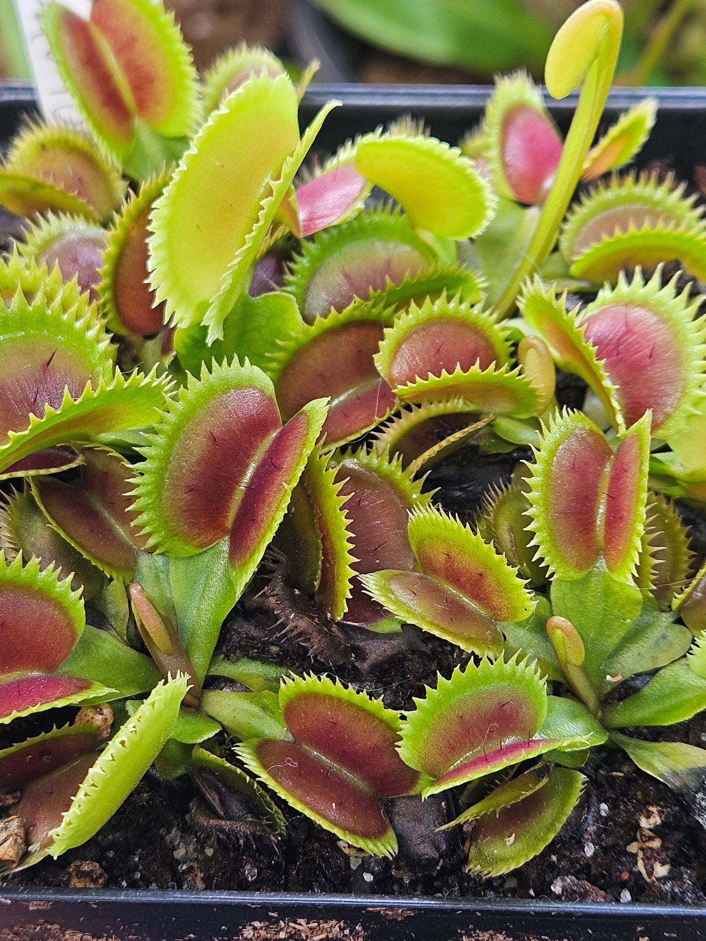 Dionaea m. 'UK Sawtooth'