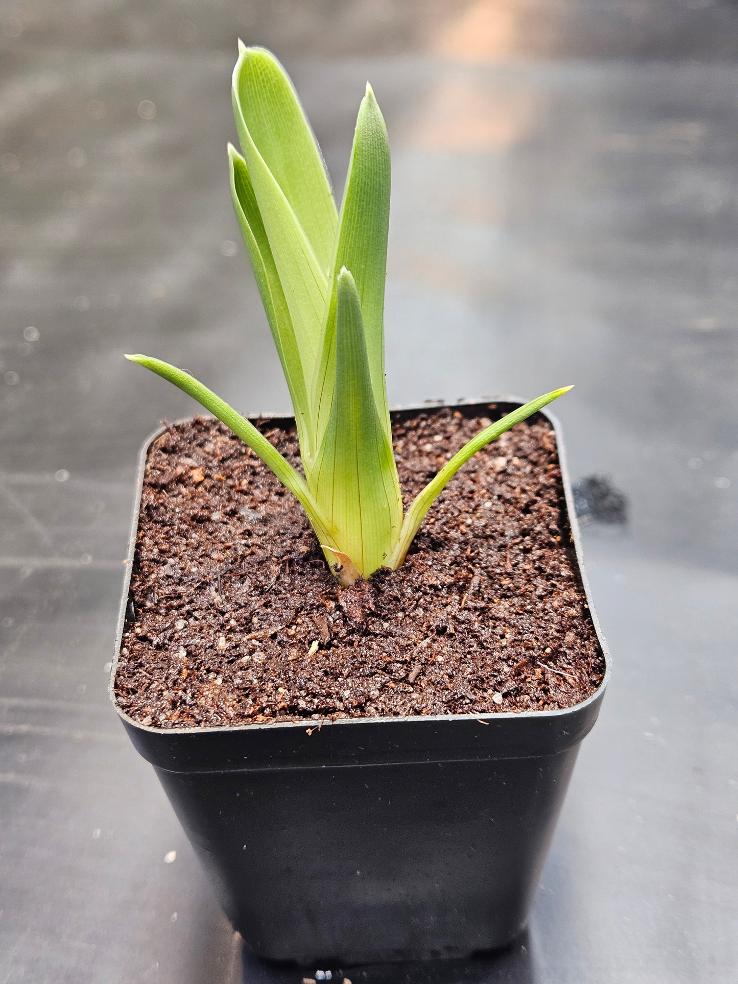 Brocchinia reducta