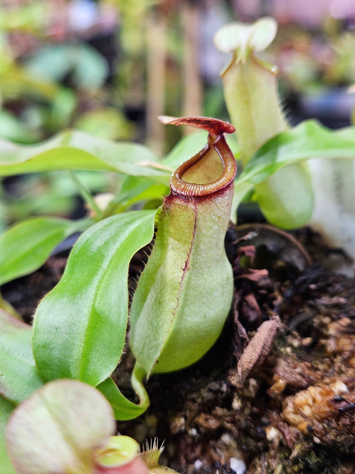 N. mirabilis Pink, China x bicalcarata
