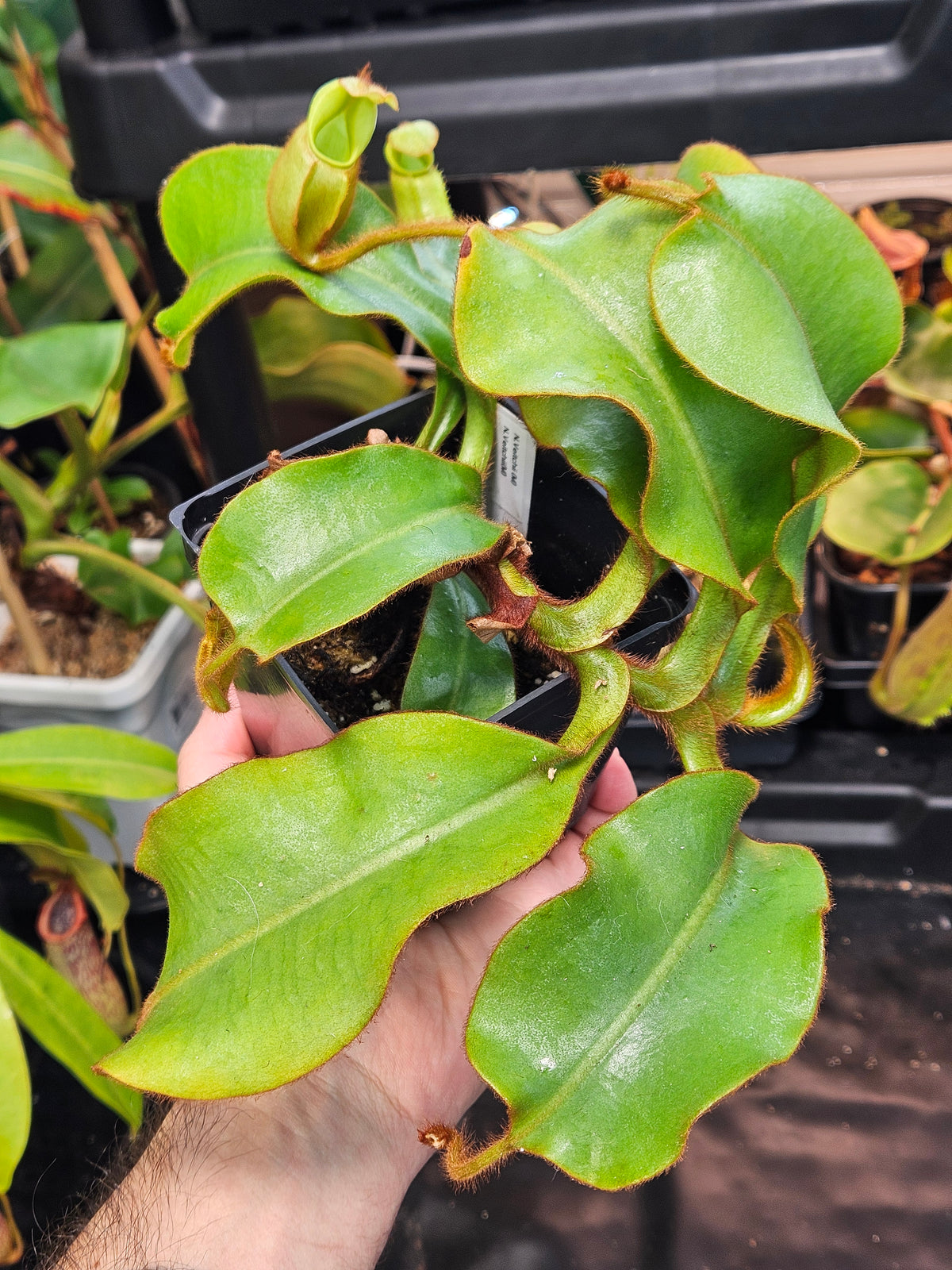 N. veitchii (m) x (m)