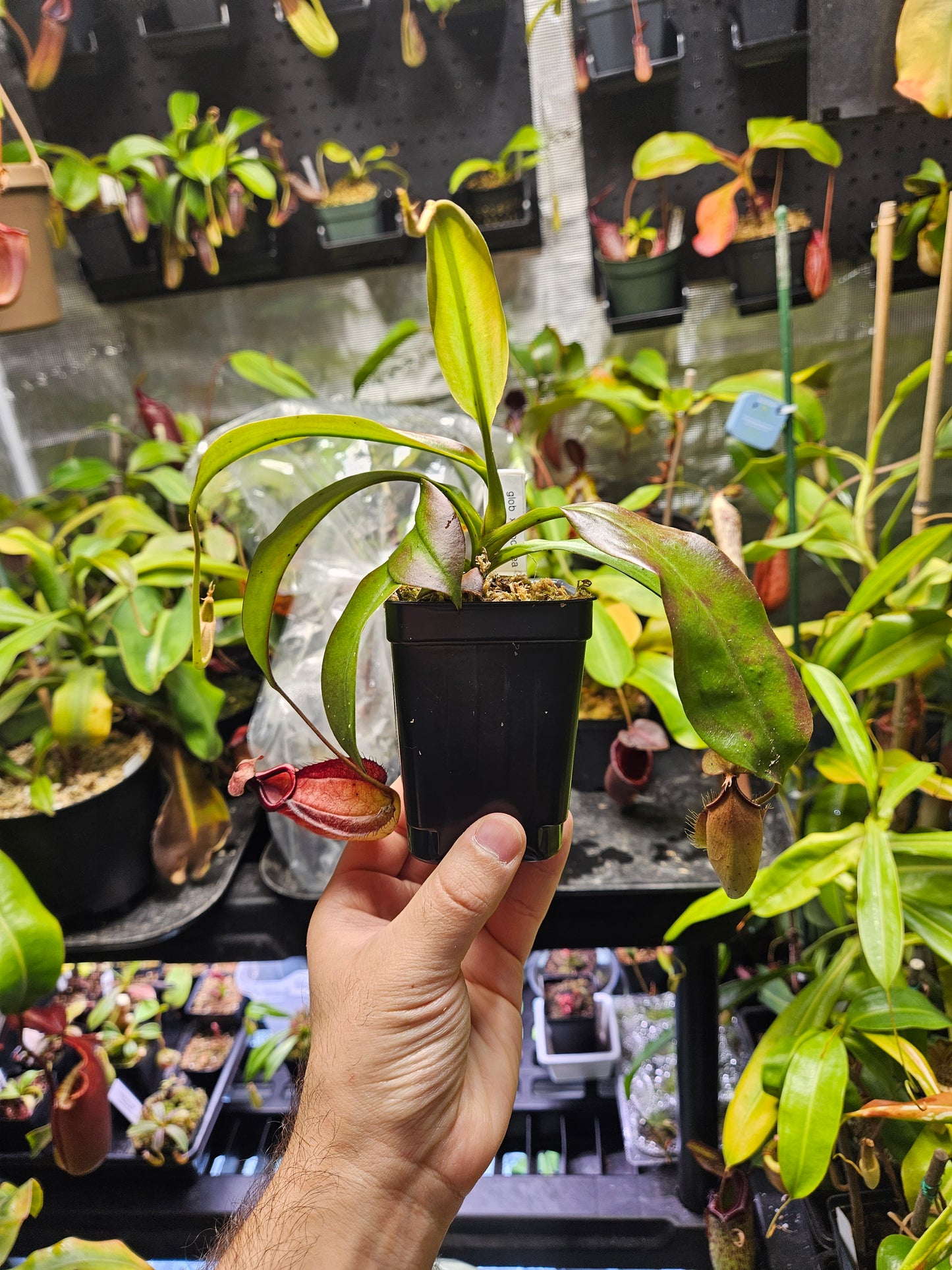 N. (Globosa x Coccinea) x bicalcarata #1