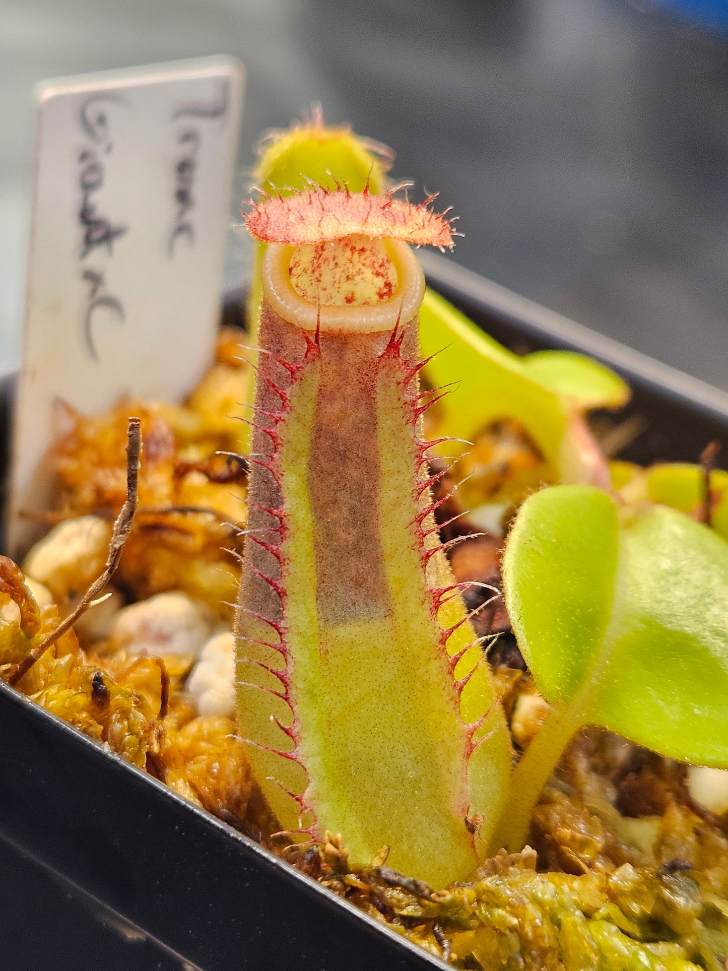 N. truncata (Giant x C) #2