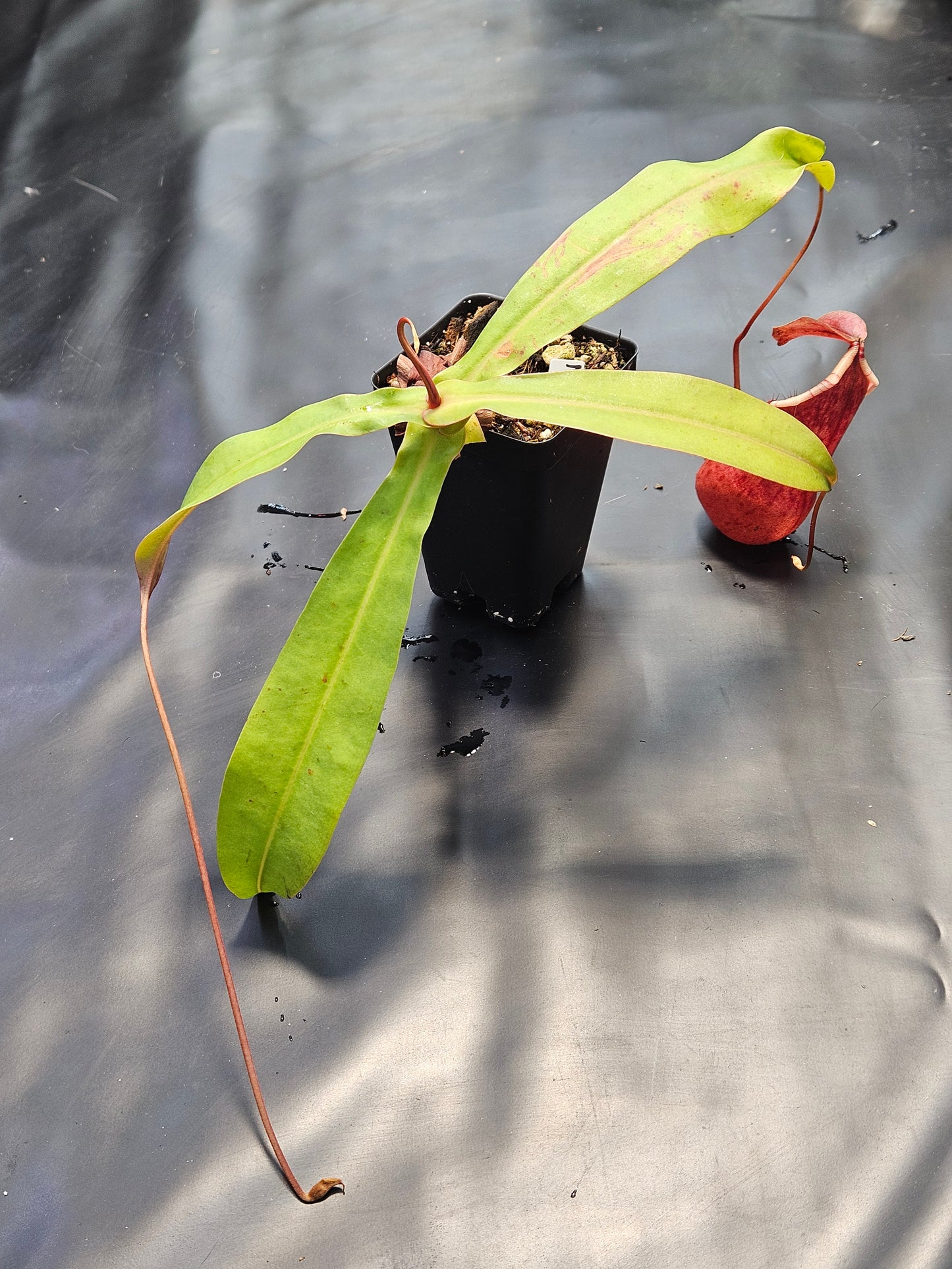 N. suratensis x northiana #2