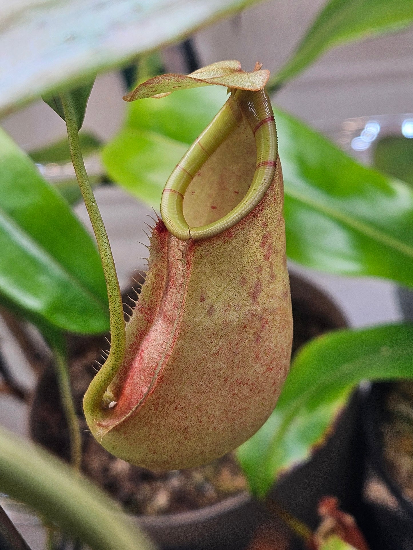 N. bicalcarata x northiana