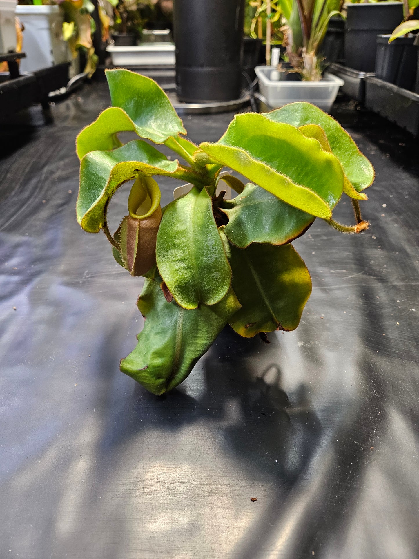N. veitchii (BM x PCC) #2