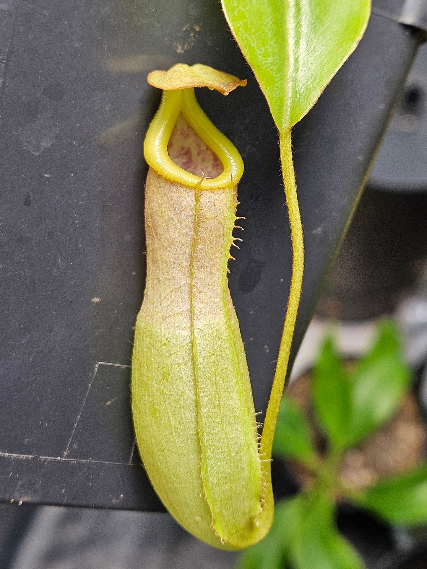 N. ventricosa x Tiveyi