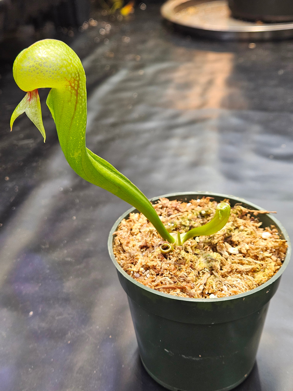Darlingtonia californica #1