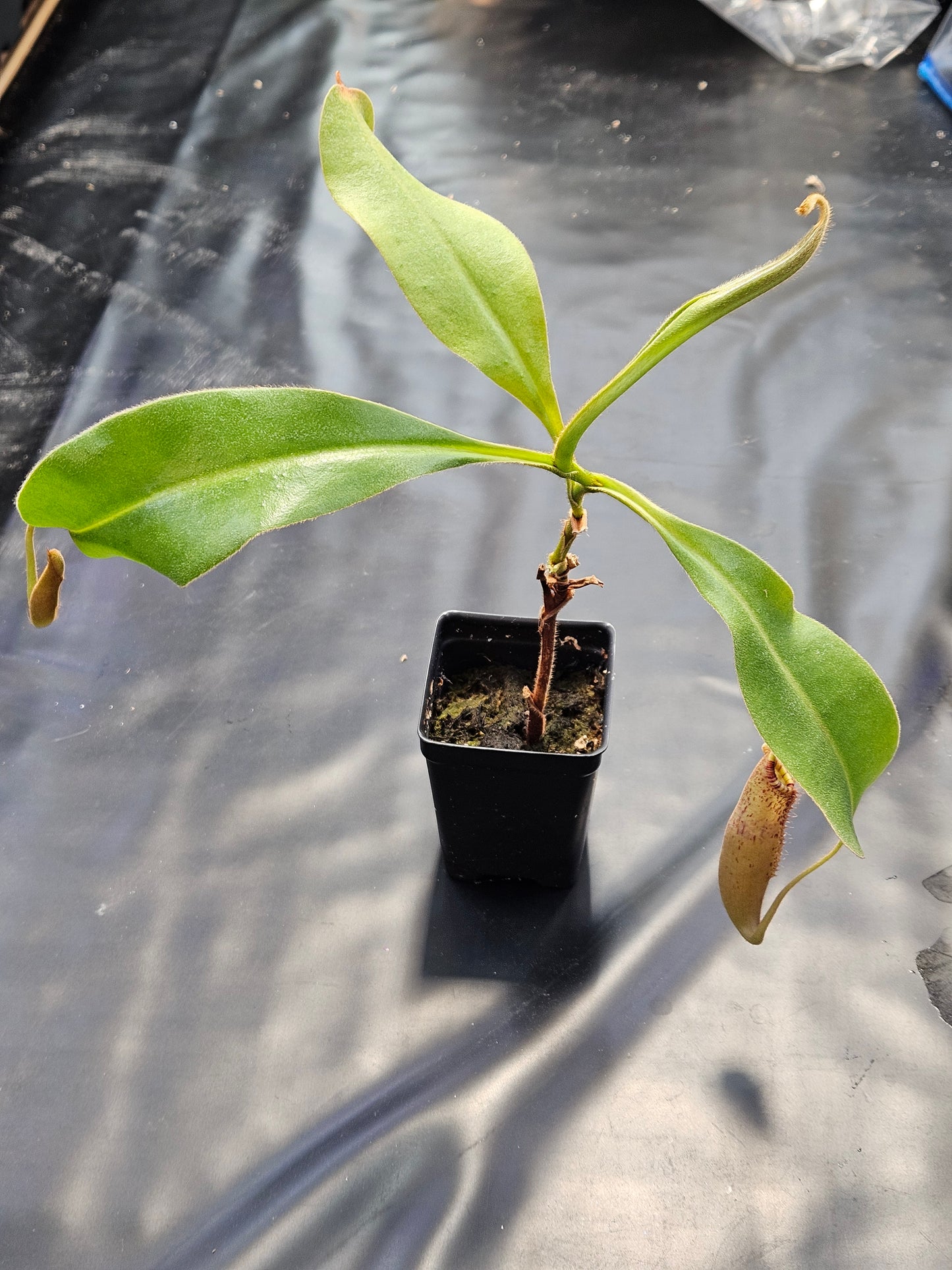 N. (veitchii x burbidgeae) x (LVB x VMV) #2 - Rooted Cutting