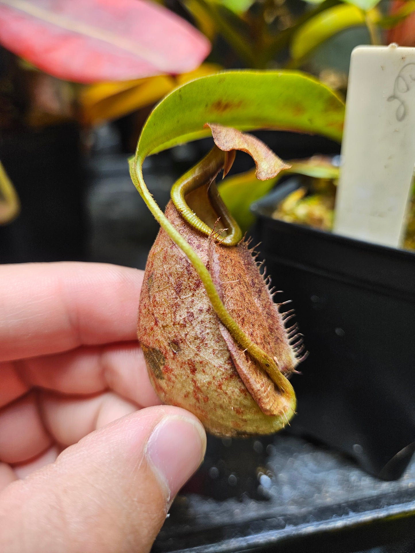 N. (Globosa x Coccinea) x bicalcarata #2