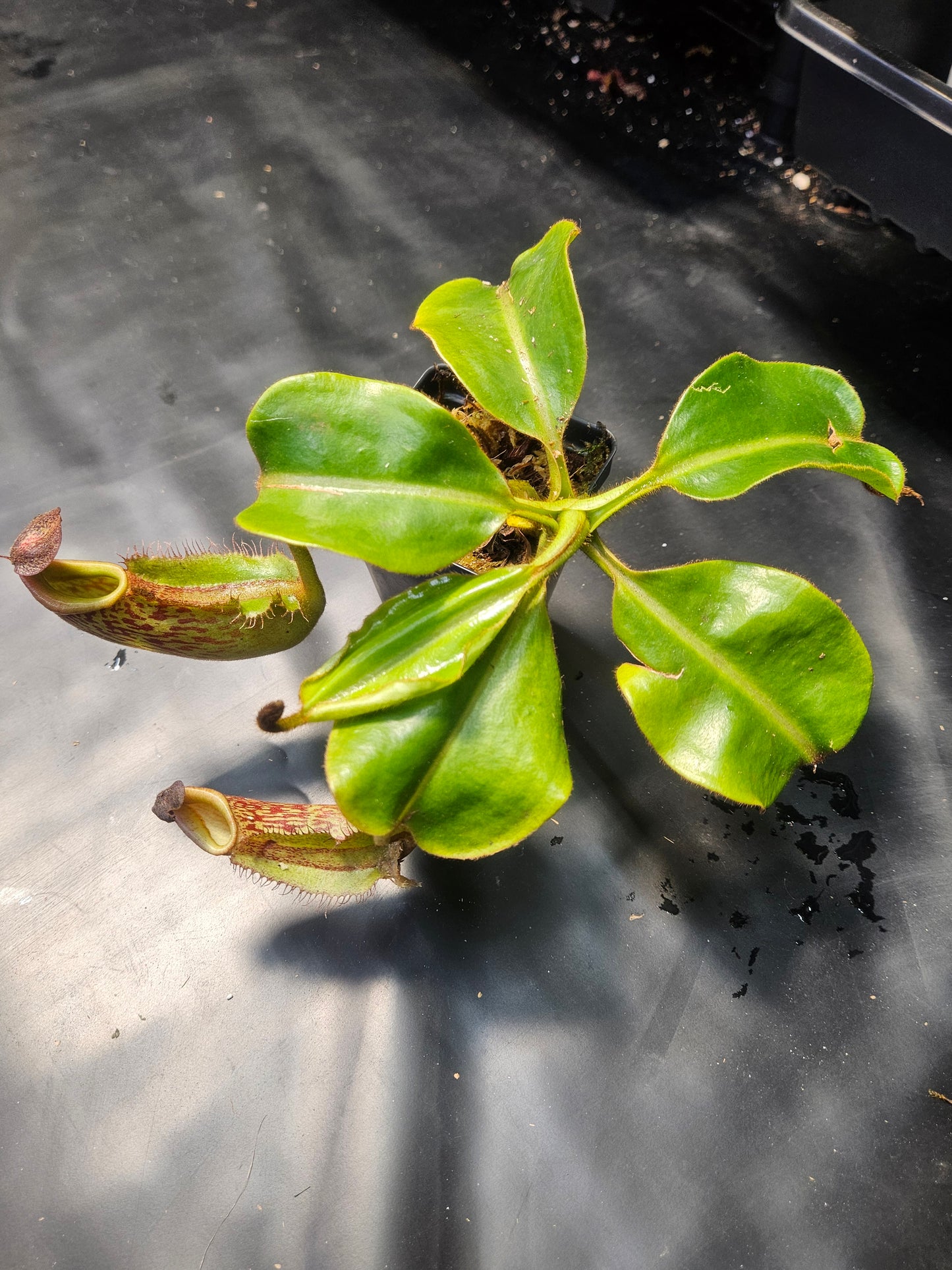 N. maxima (x) x veitchii (m)