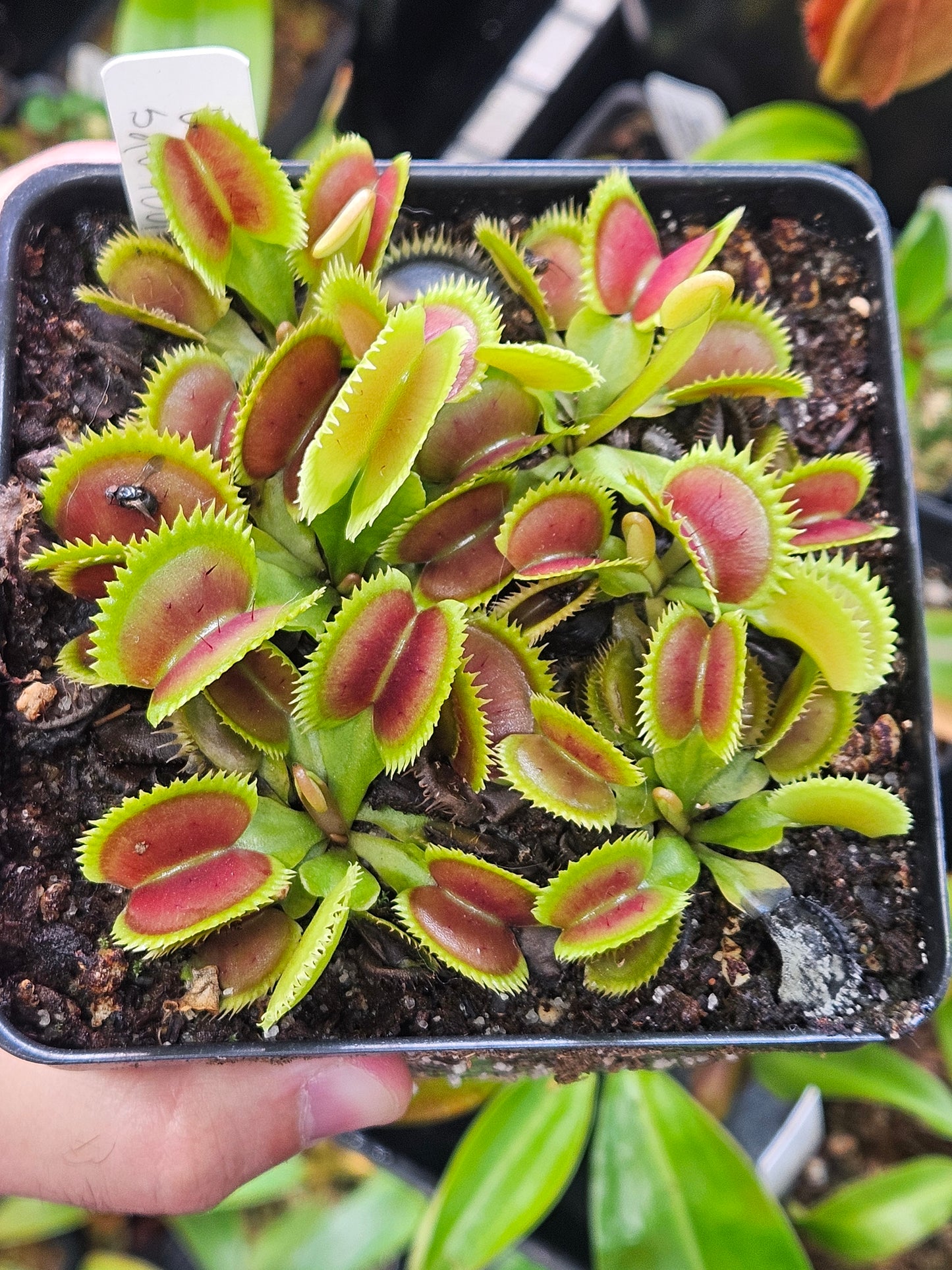 Dionaea m. 'UK Sawtooth'