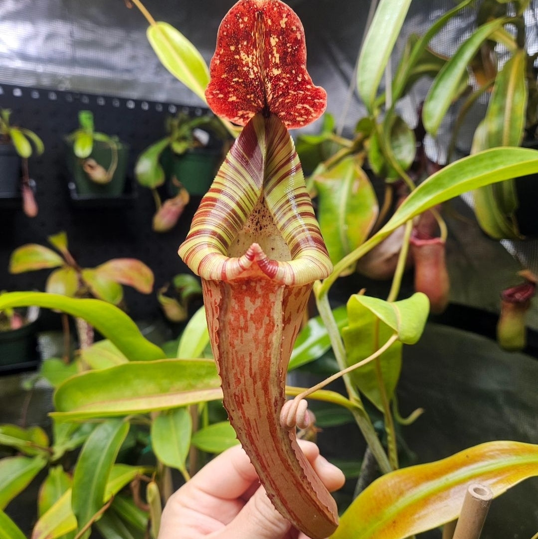N. 'El Tigre'