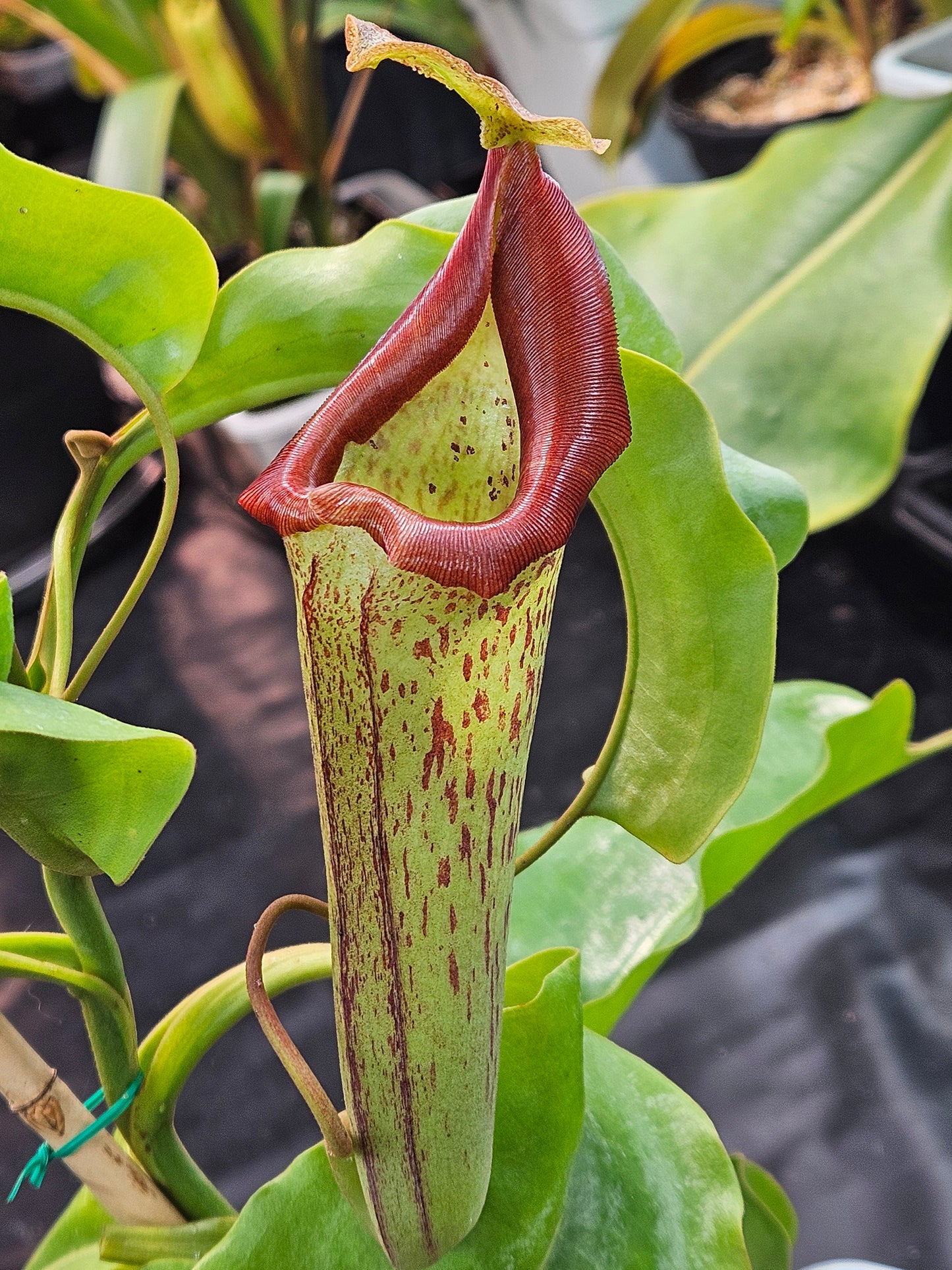N. maxima x truncata EP XXL