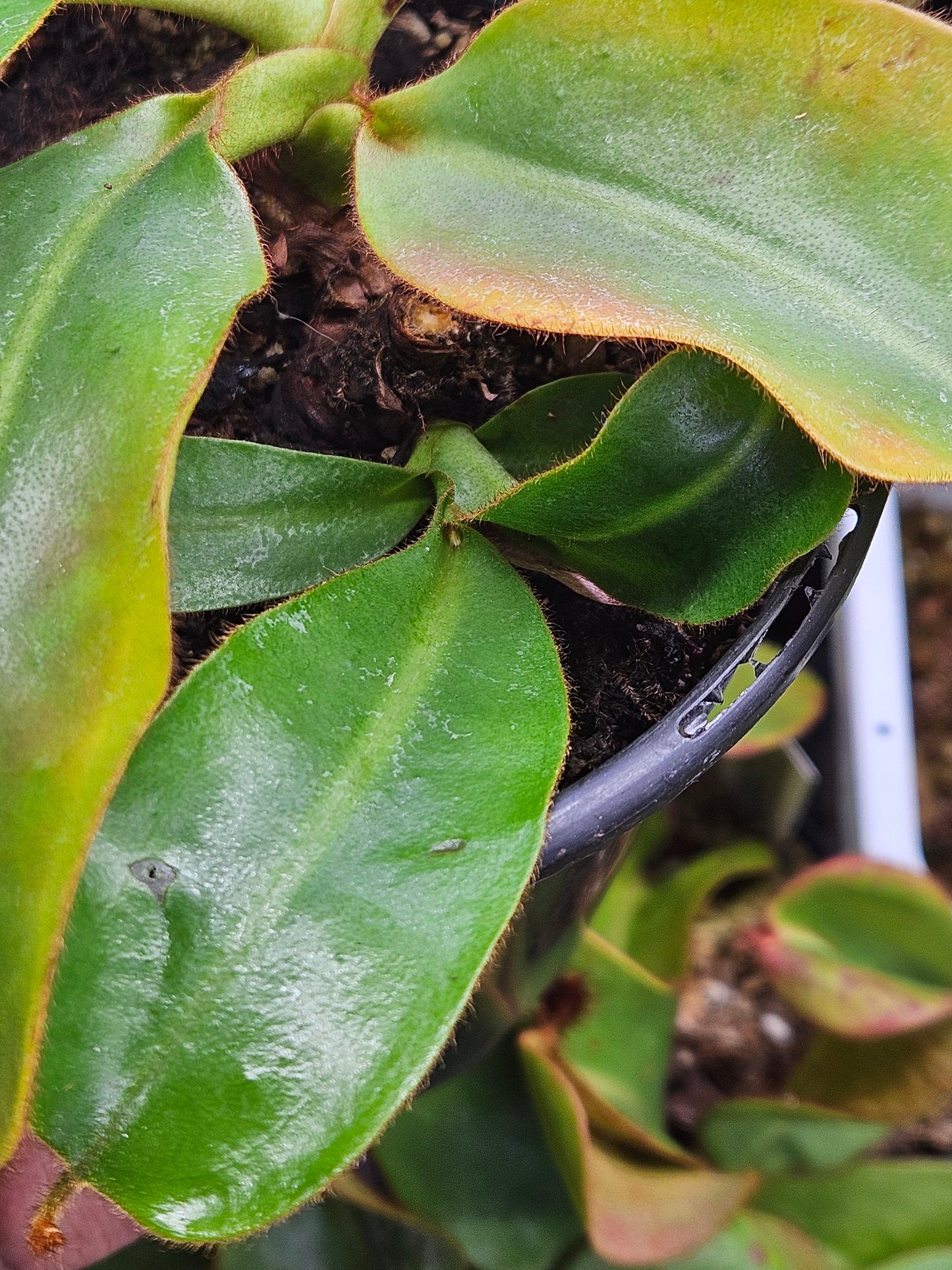N. LVB x veitchii
