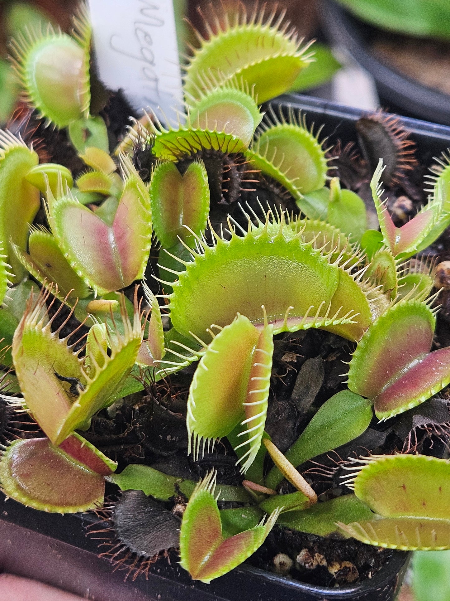 Dionaea m. 'Megatrap'