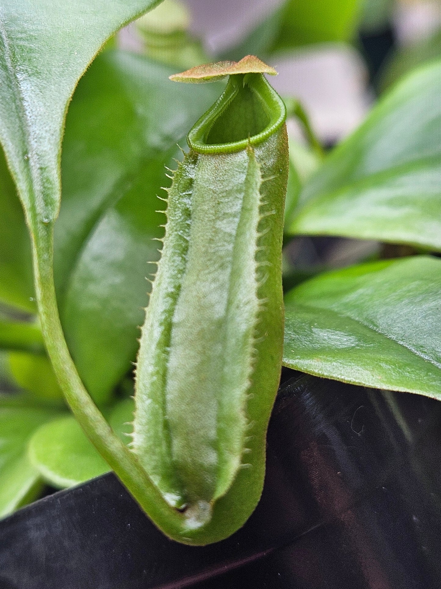 N. bicalcarata x (treubiana x bicalcarata)