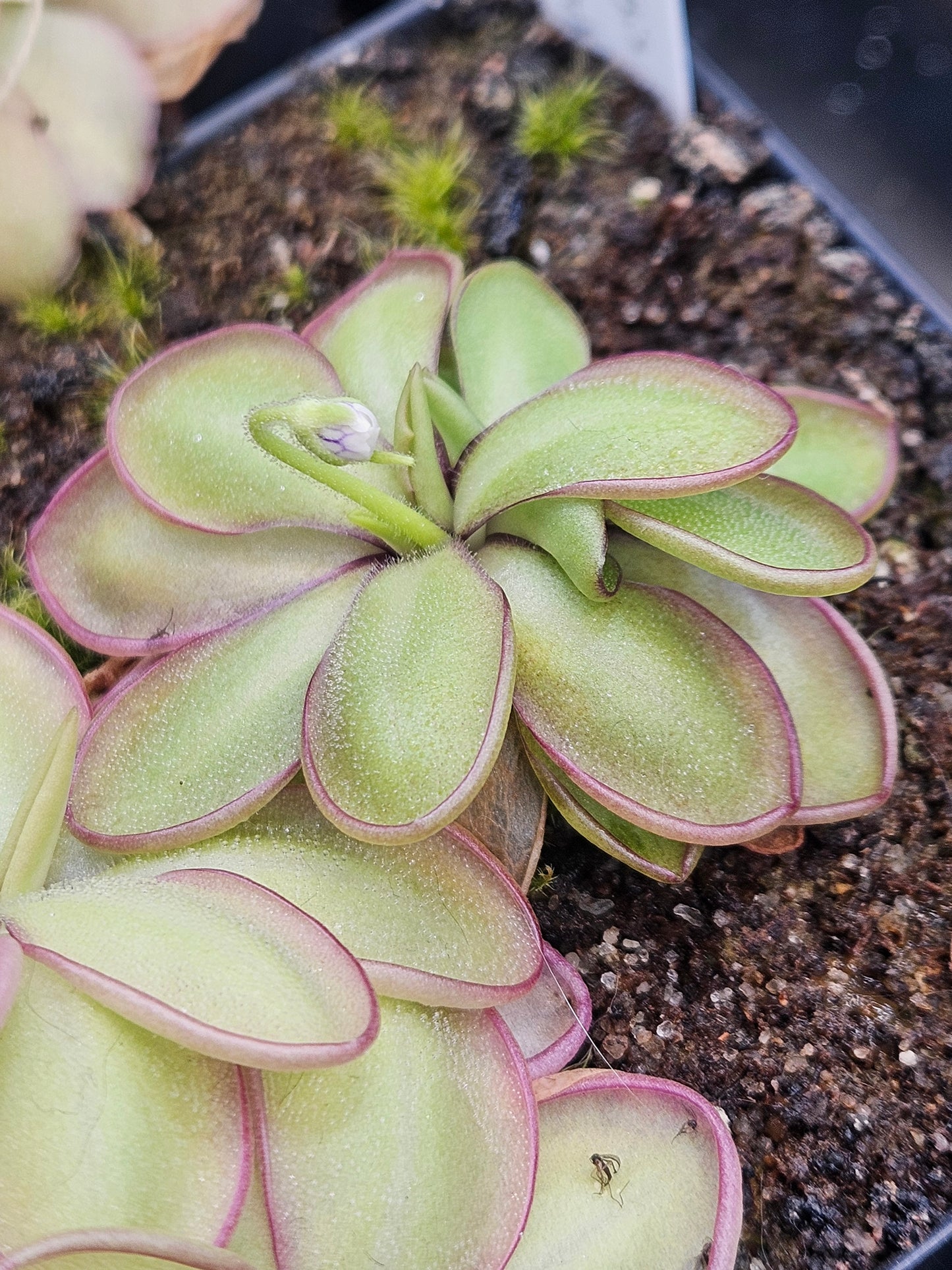 P. moranensis var. alba "Molongo" x emarginata "Zacapoaxtla"