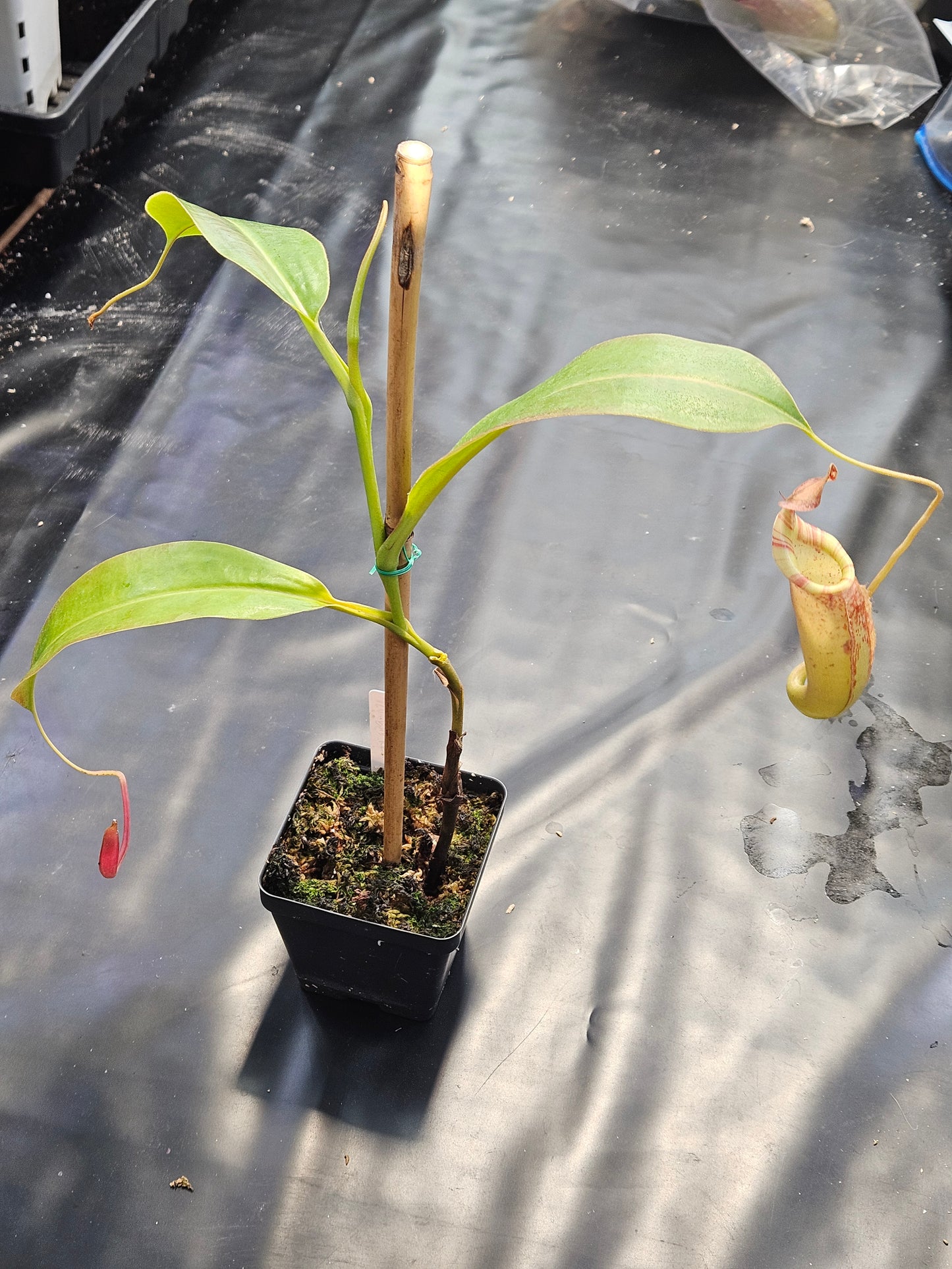 N. (veitchii x burbidgeae) x (LVB x VMV) #3 - Rooted Cutting