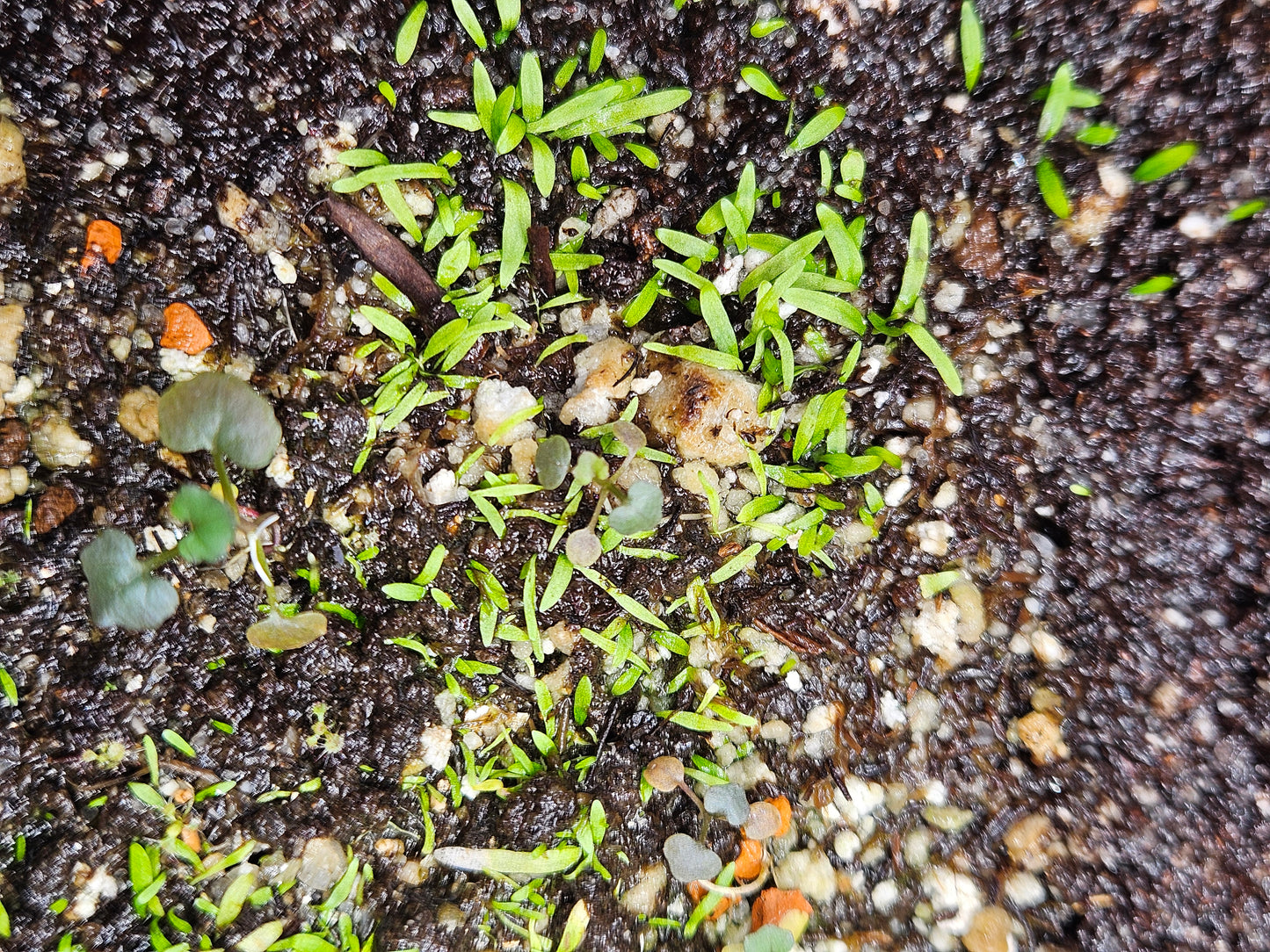 U. graminifolia