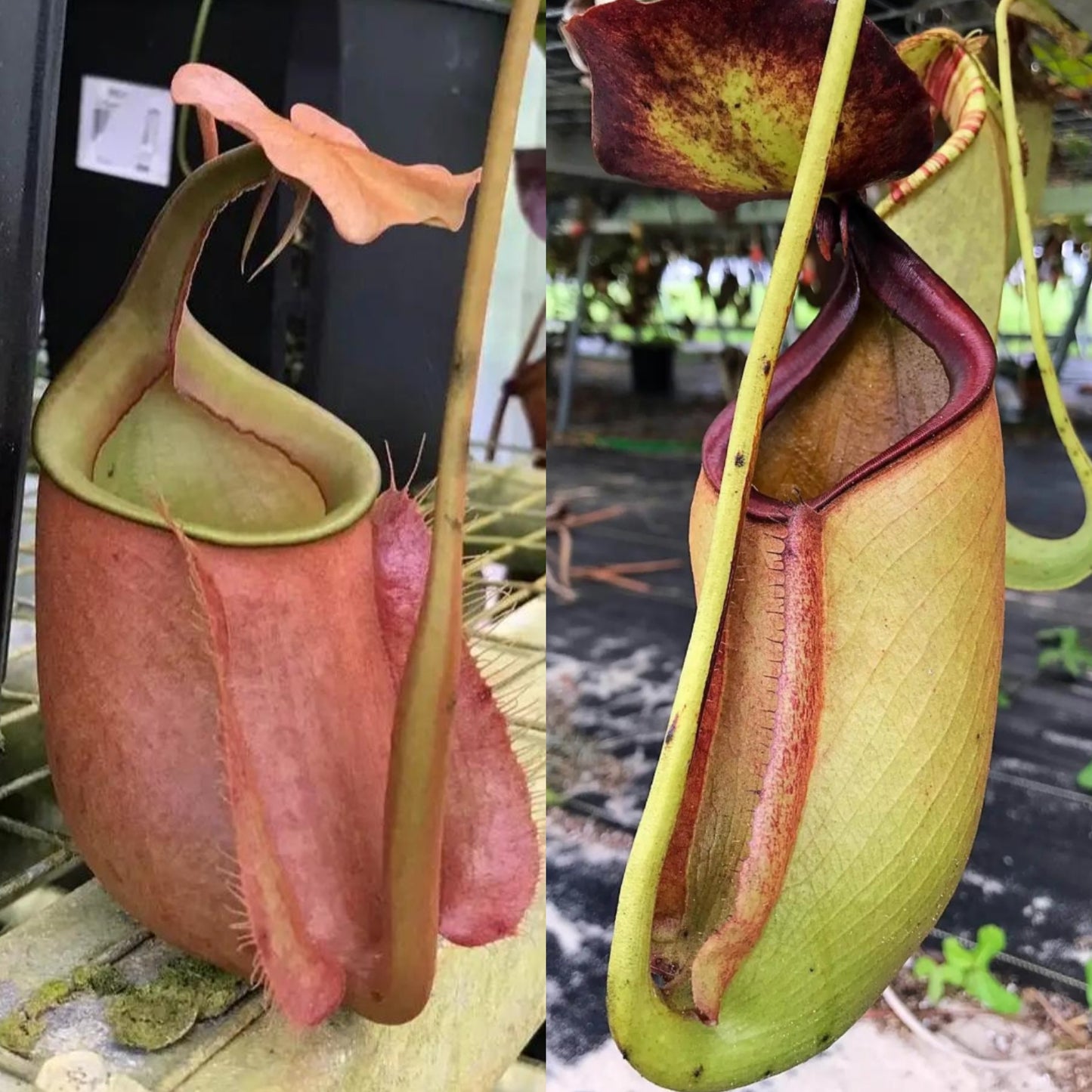 N. bicalcarata x (treubiana x bicalcarata)