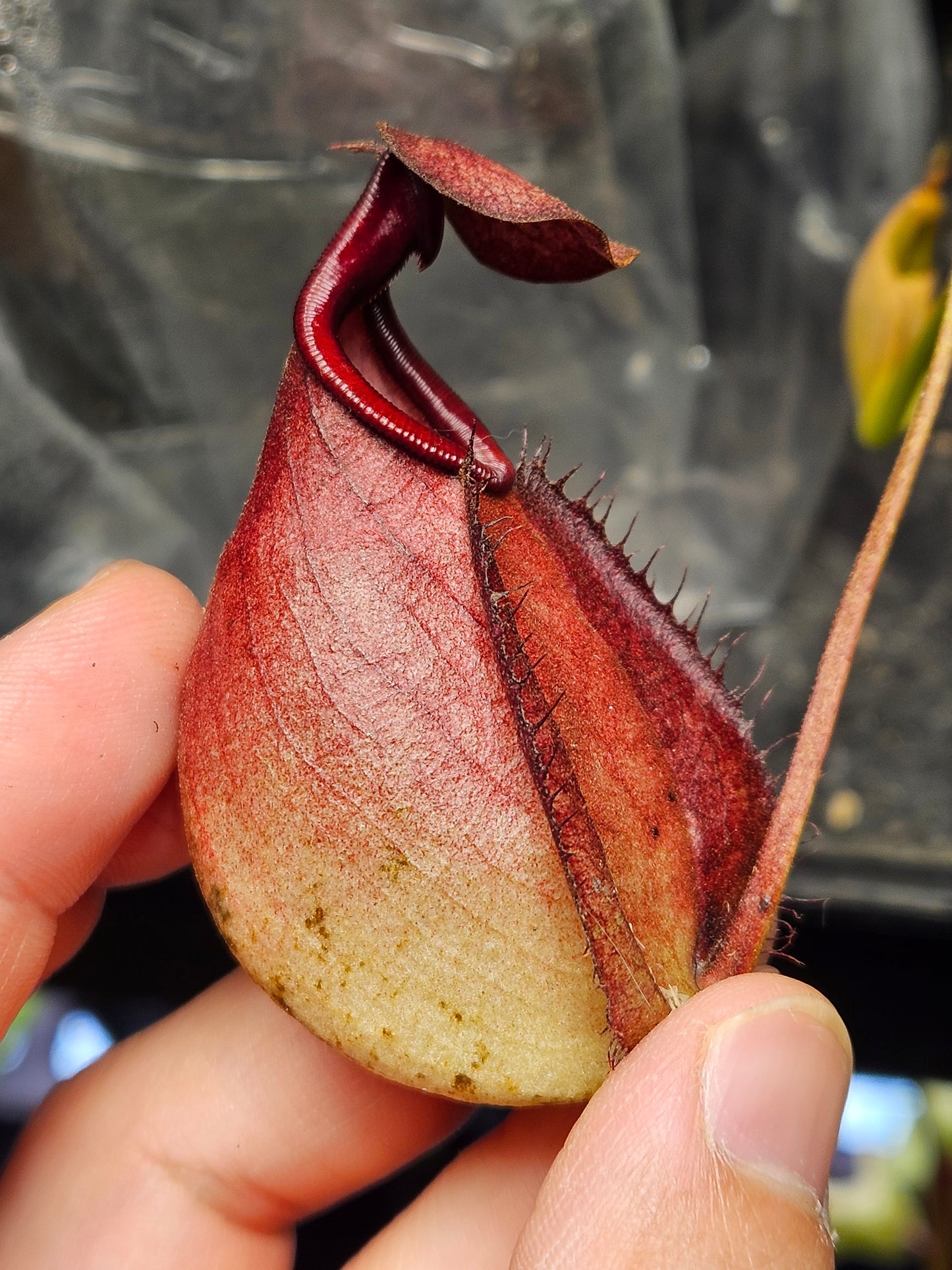 N. (Globosa x Coccinea) x bicalcarata #1