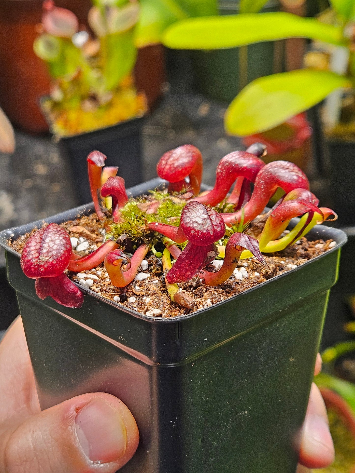 Darlingtonia californica