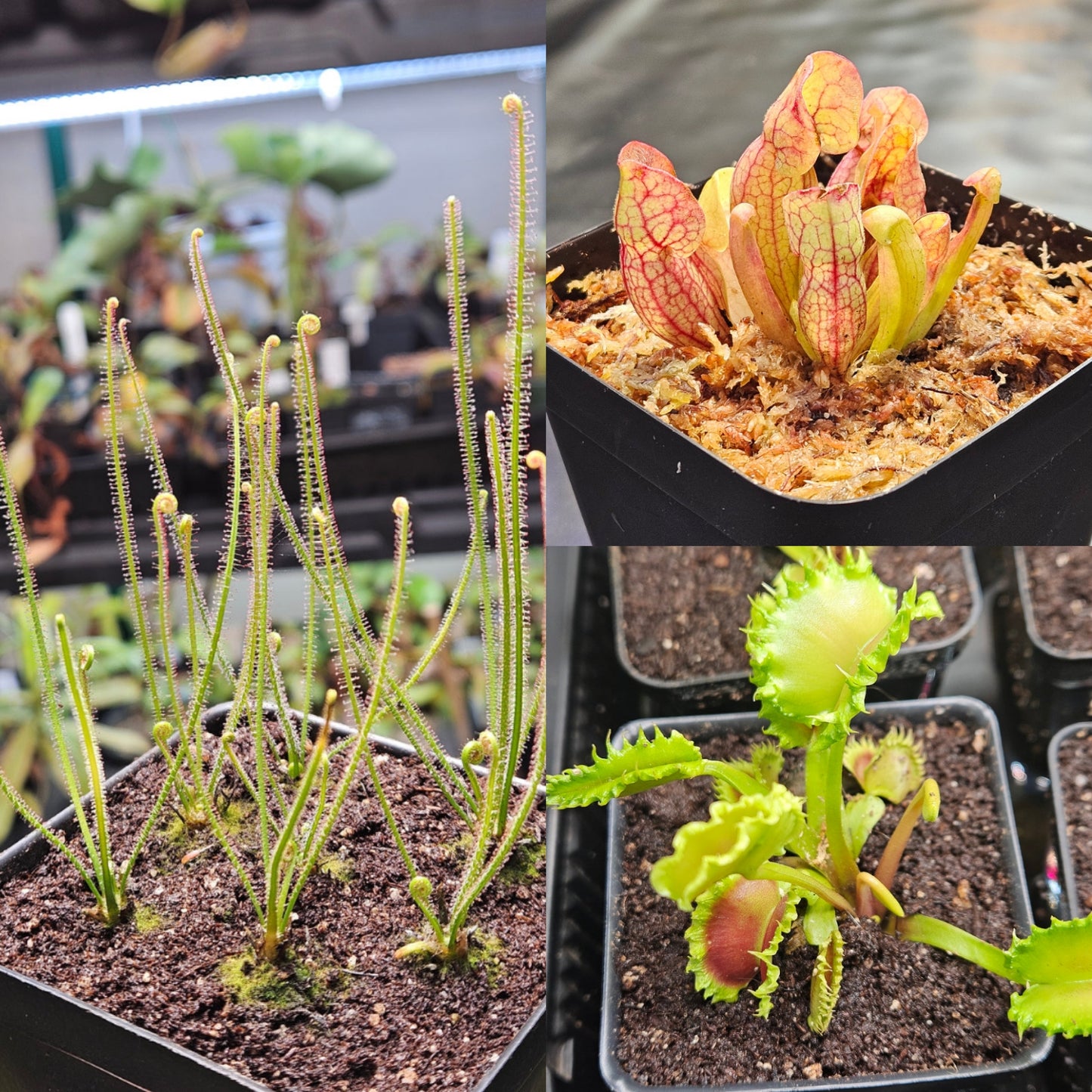 Bog Bundle