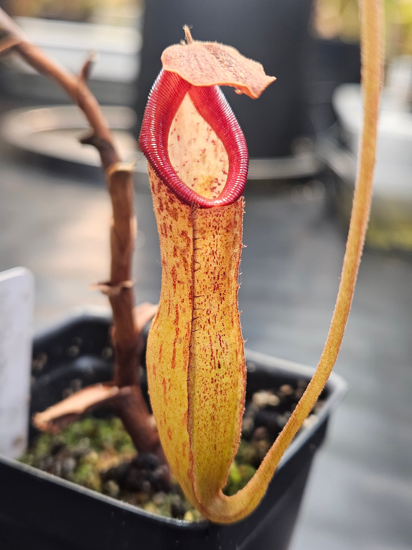N. boschiana x Goliath