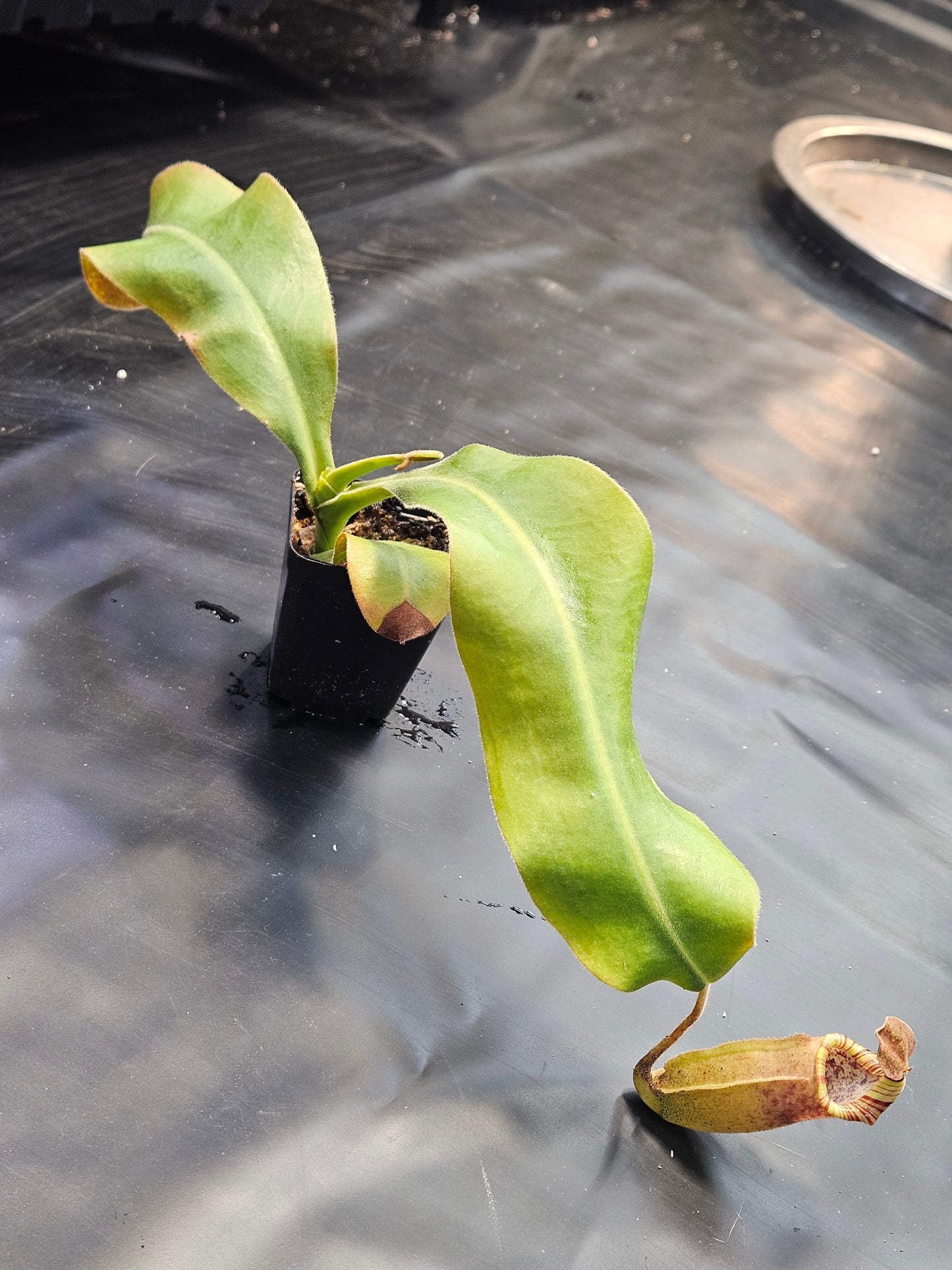 N. (LVB x VMV) x (mollis x veitchii)