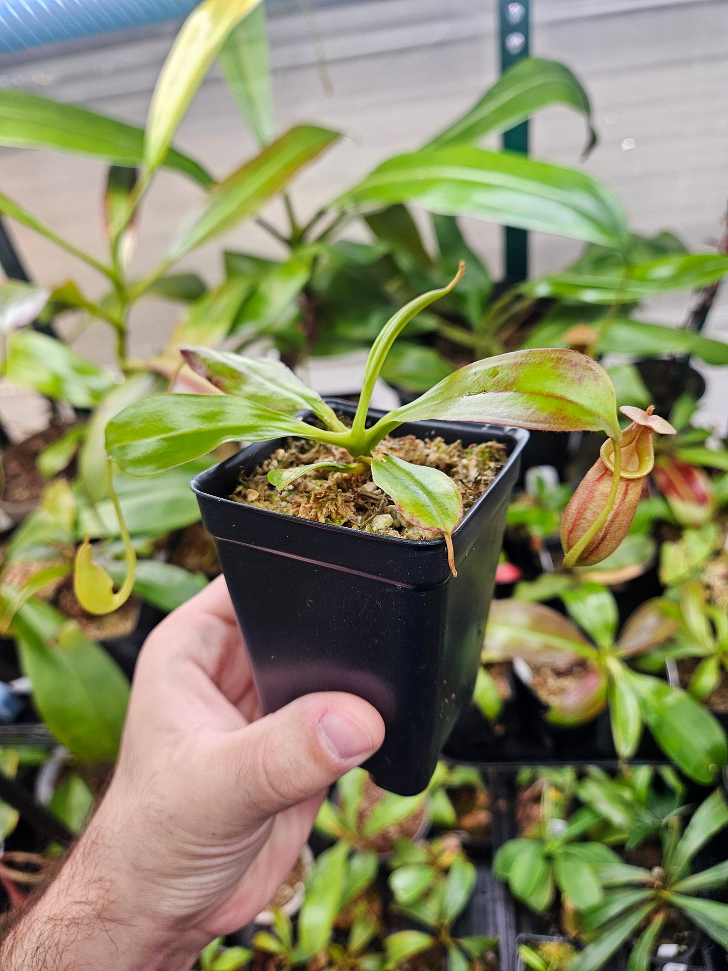 N. bicalcarata