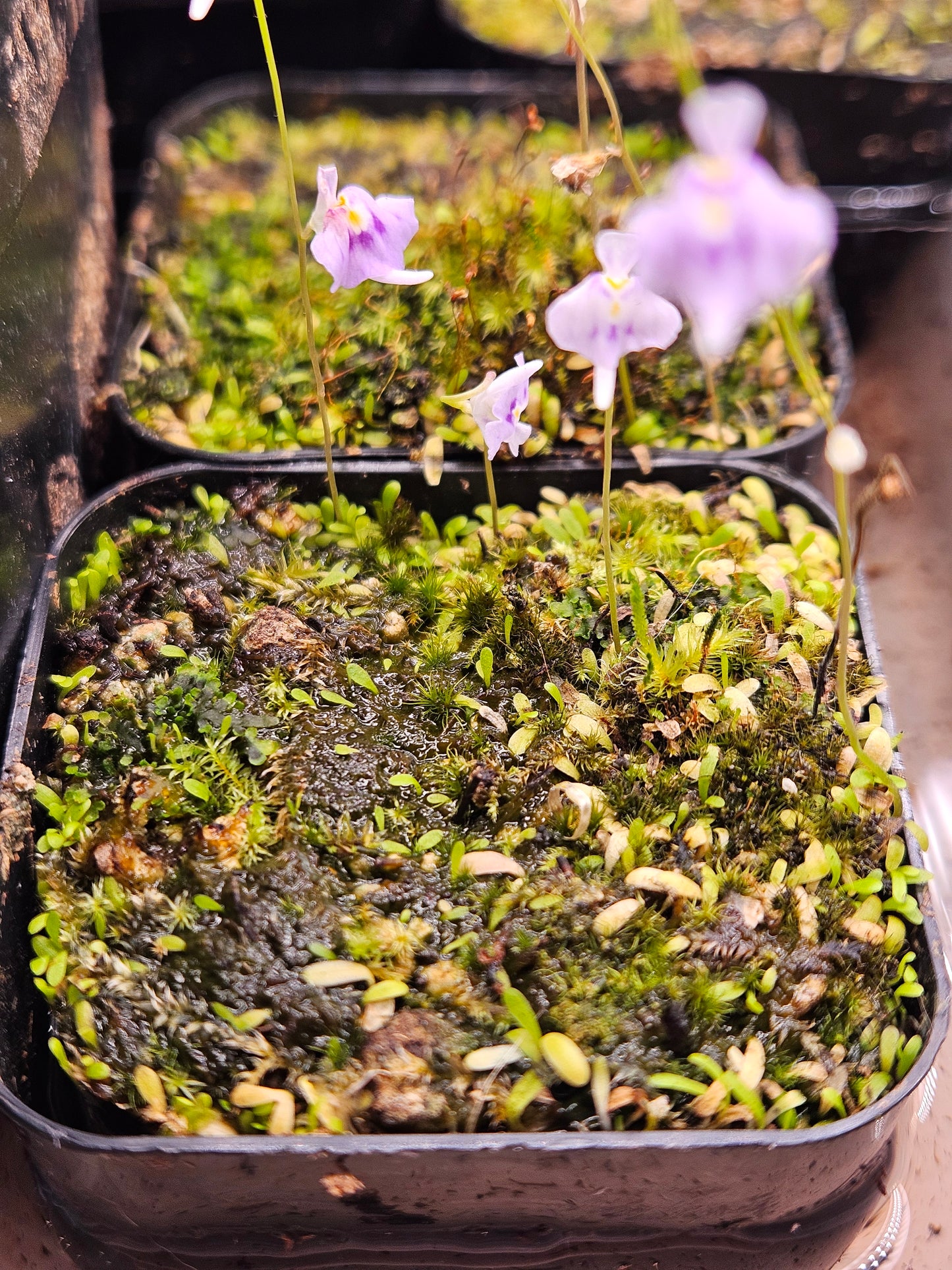 U. microcalyx
