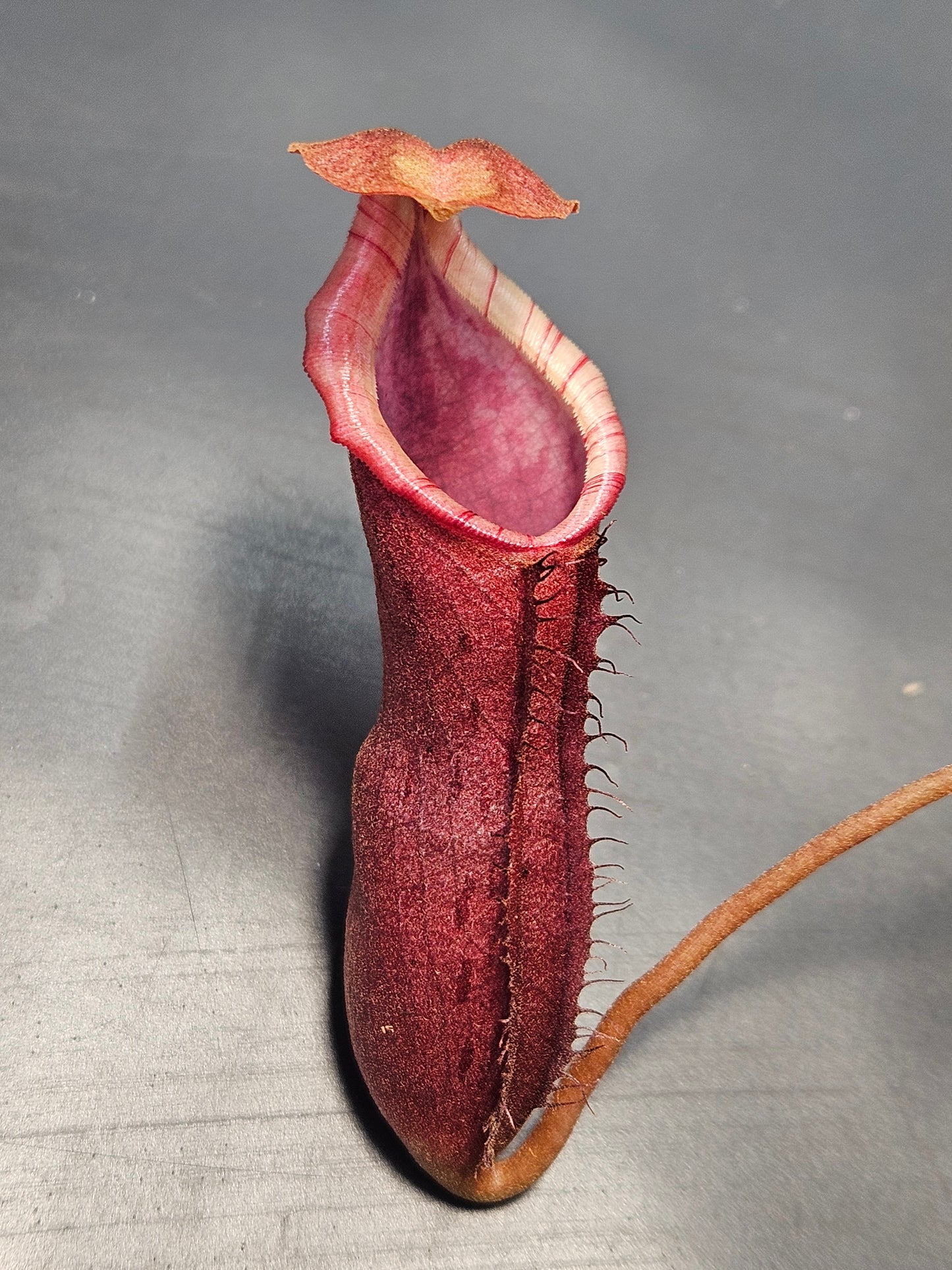 N. northiana x (LVBxVMV)