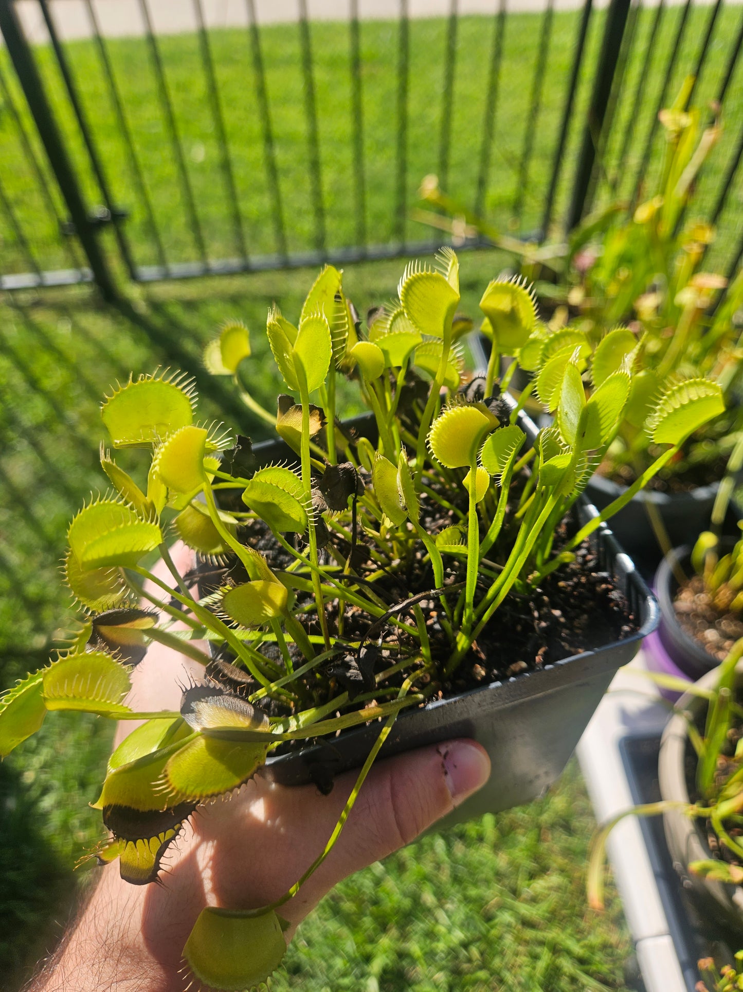 Dionaea m. 'Spider'