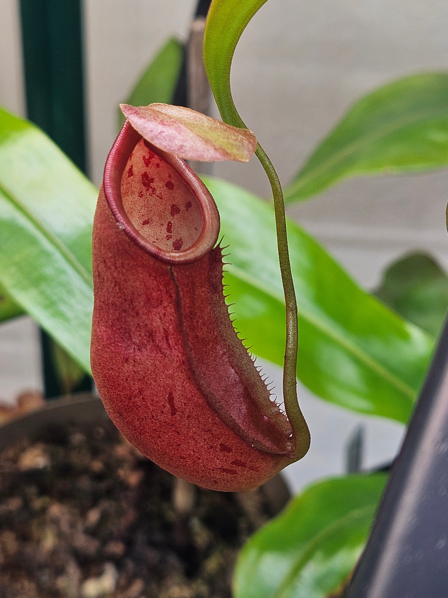 N. bicalcarata x northiana