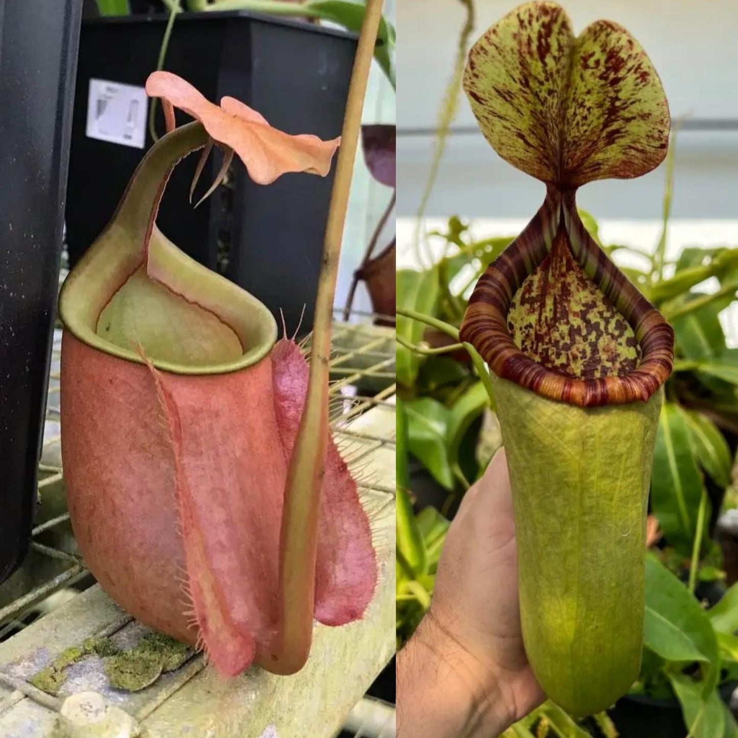 N. bicalcarata x 'Caesar' - CE