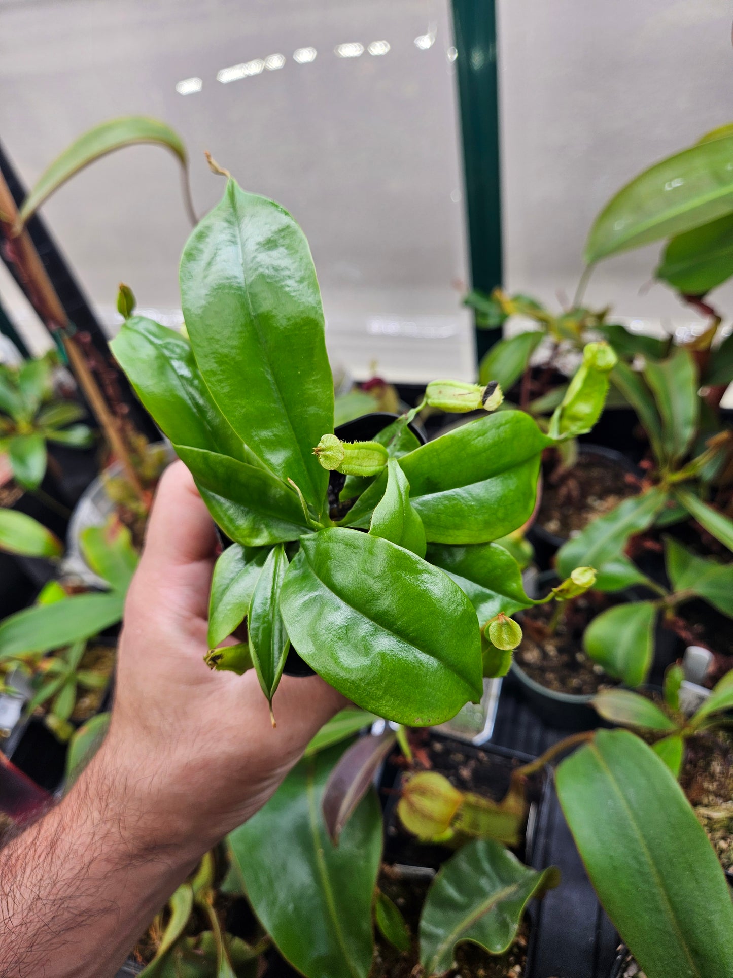 N. bicalcarata x (treubiana x bicalcarata)
