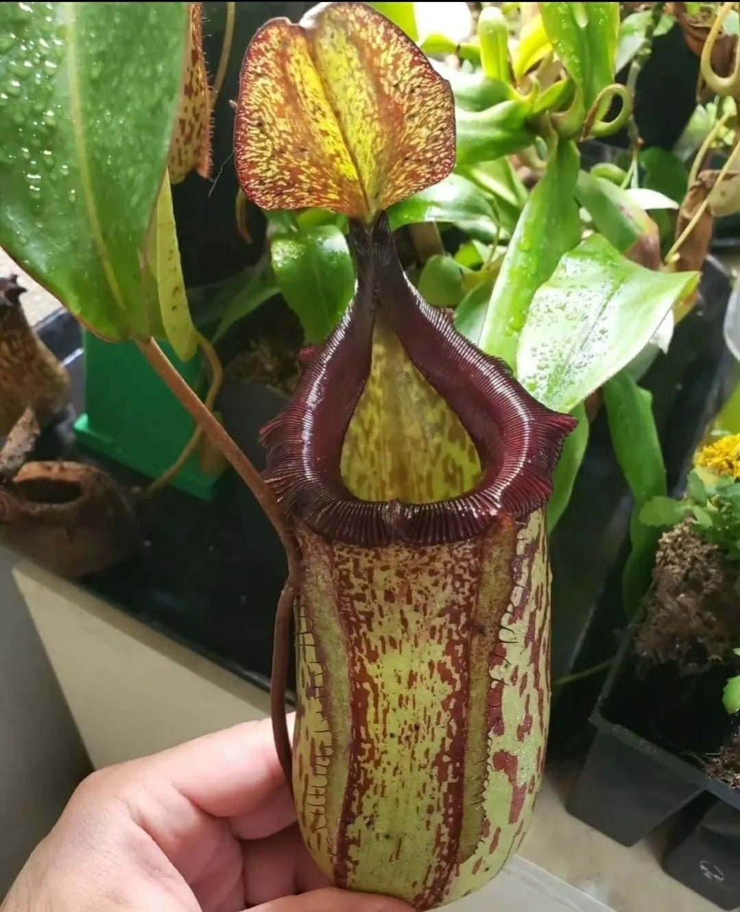 N. sibuyanensis - very squat x maxima - dark, Sulawesi -POLLEN