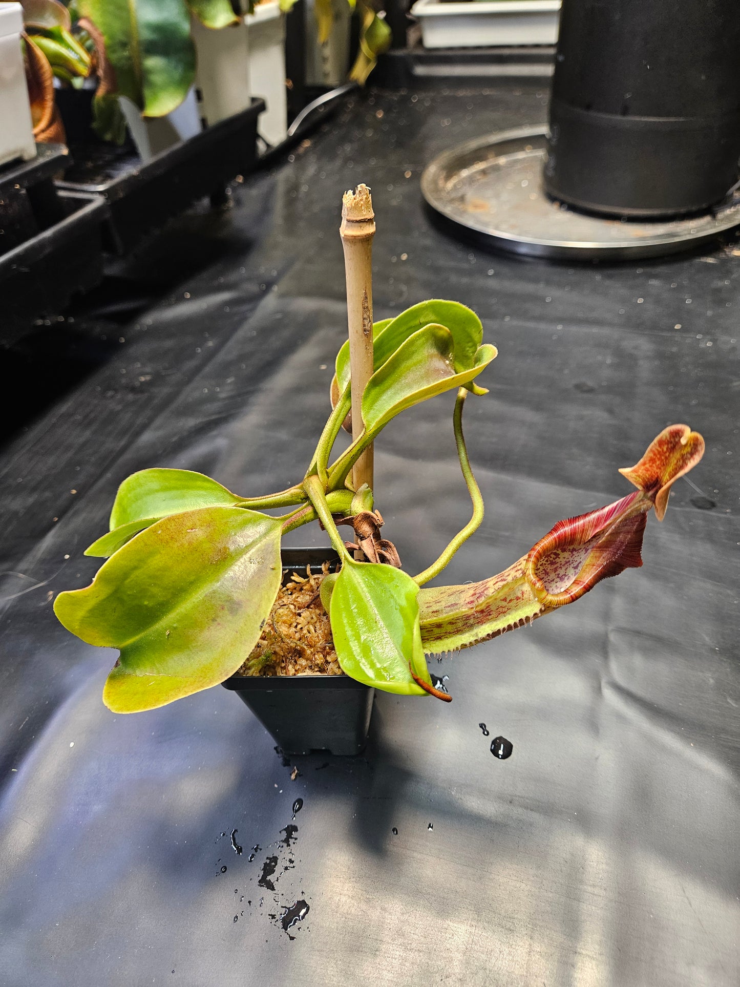 N. robcantleyi x fusca