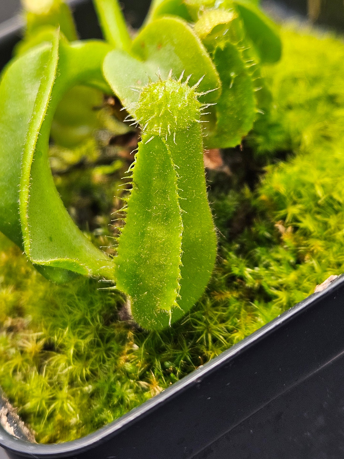 N. truncata (Giant x C)