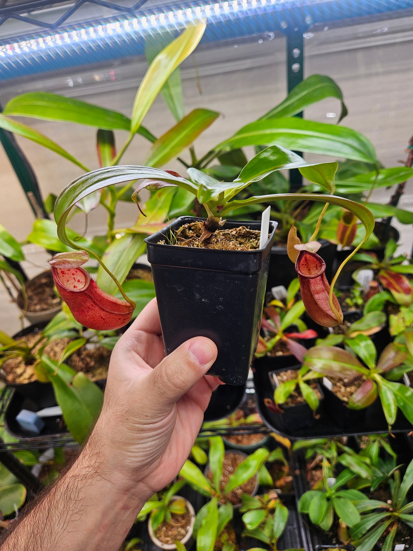 N. bicalcarata x northiana