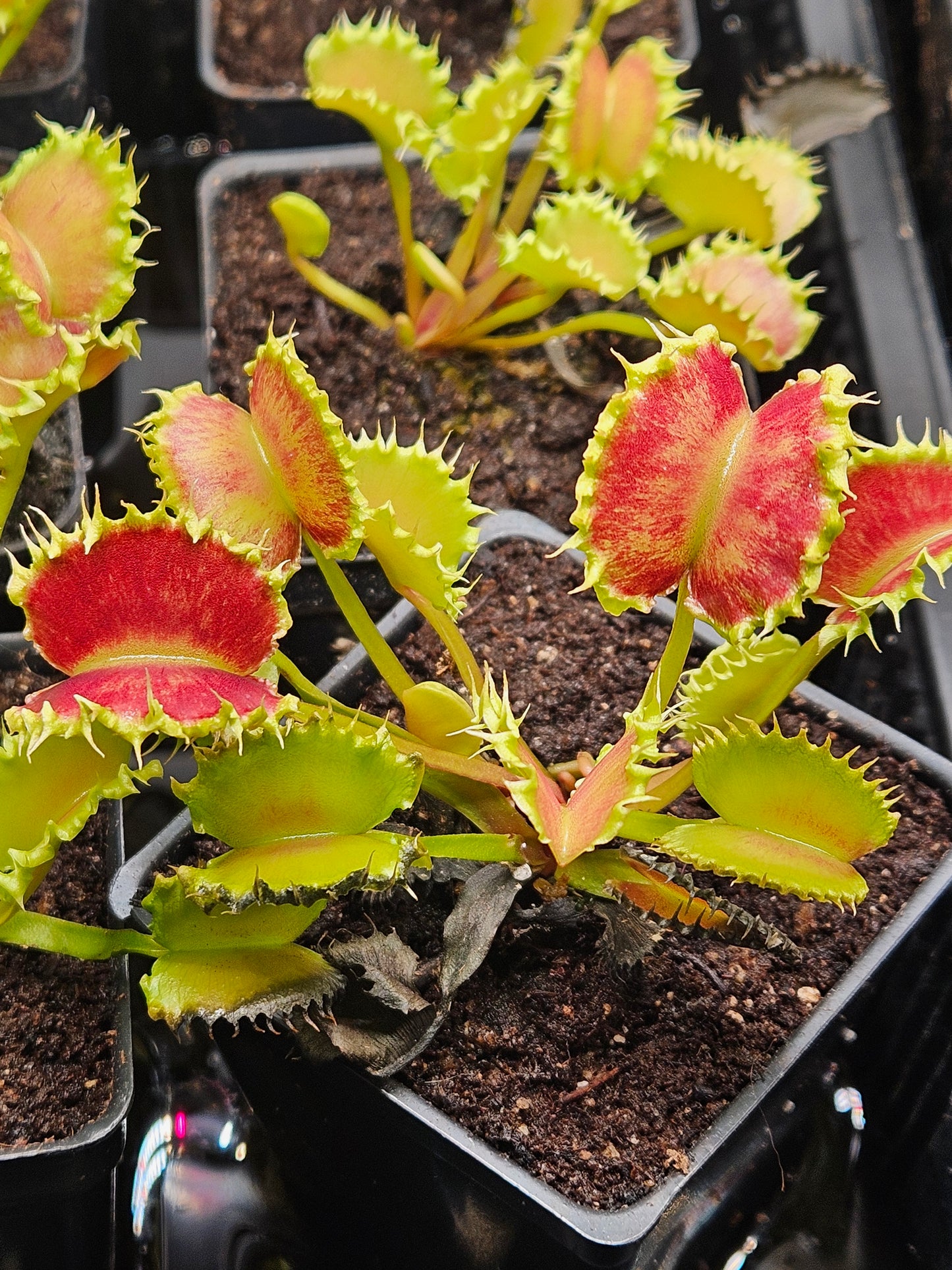 Dionaea m. 'Chinese Dumpling'